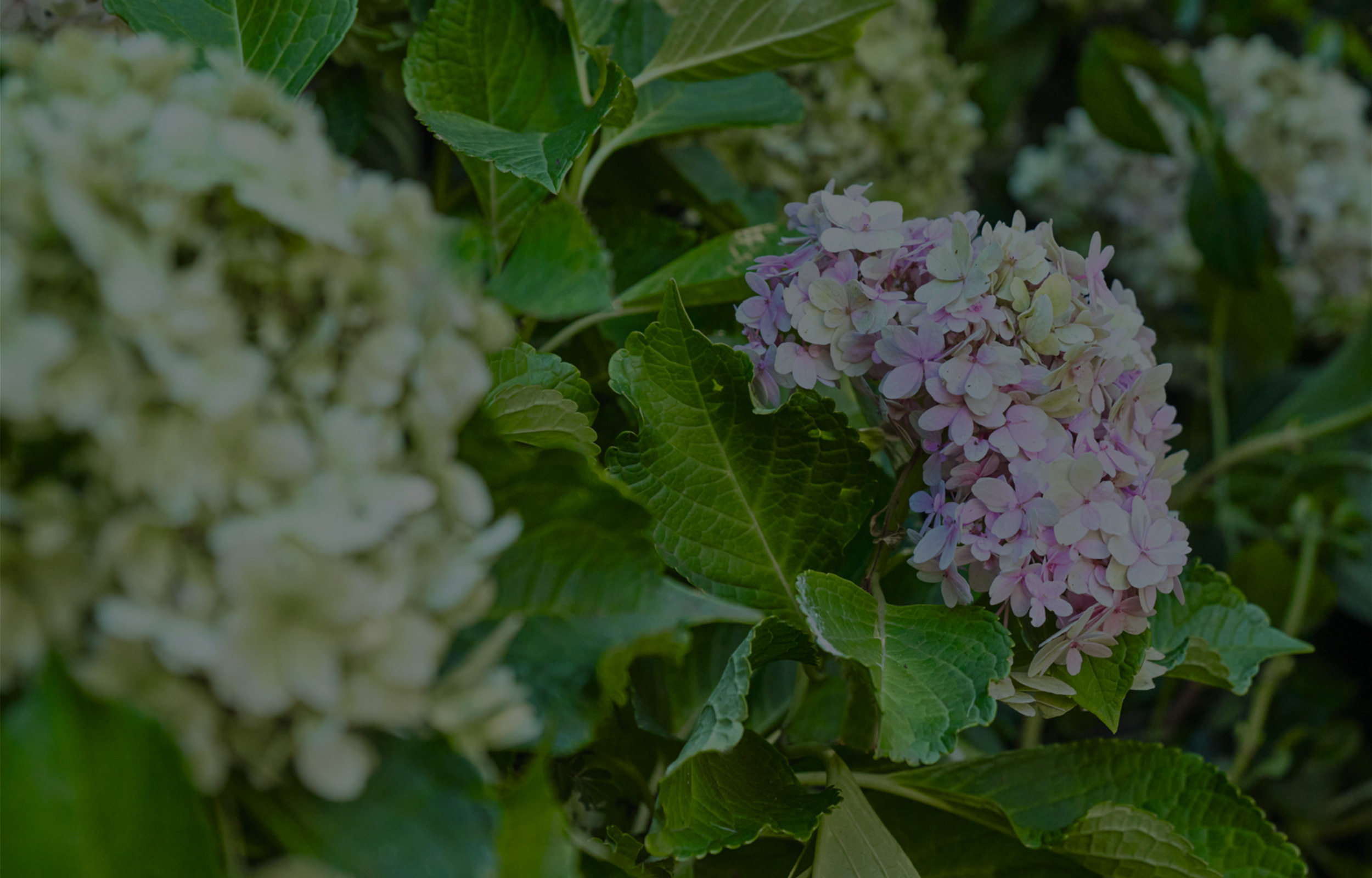 Entretien du jardin au printemps