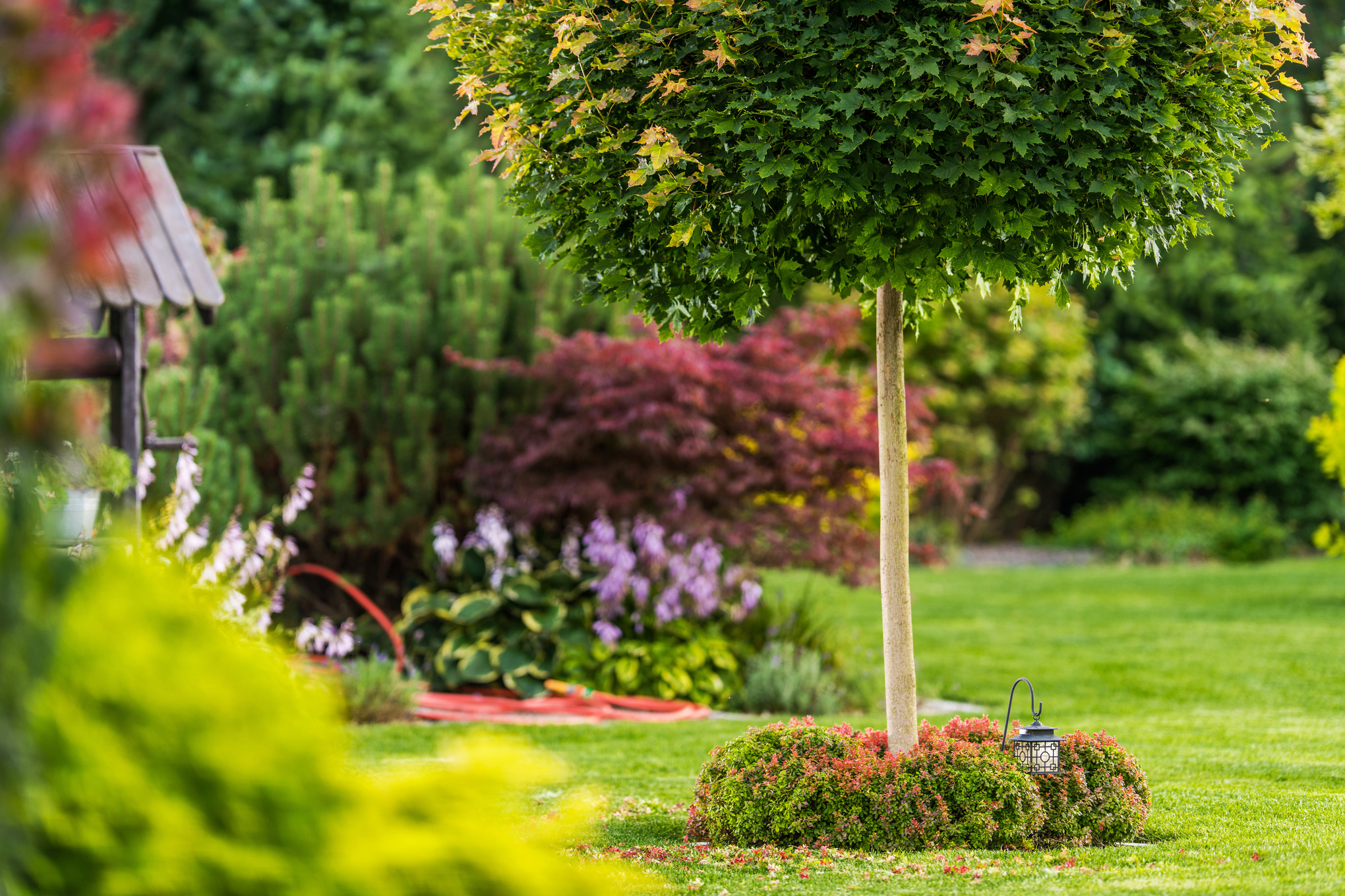 Bolvormige boom in een kleine tuin