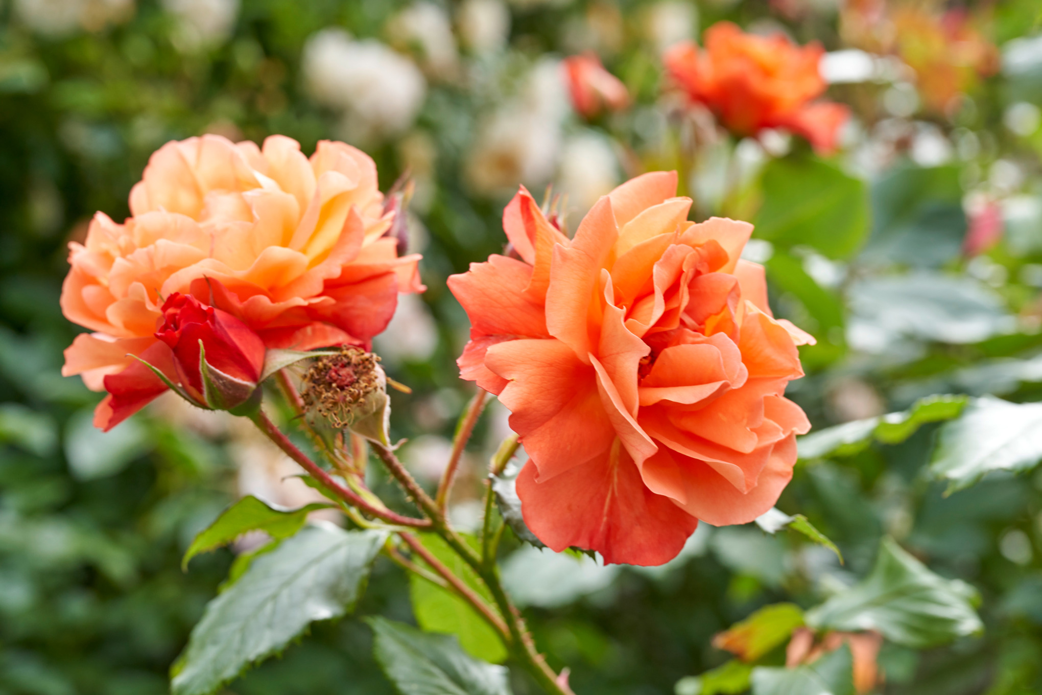 Gros plan sur des rosiers arbustifs en fleurs