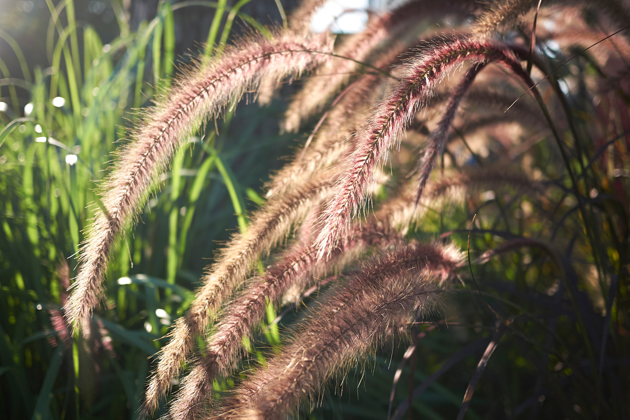 Herbe aux écouvillons au soleil