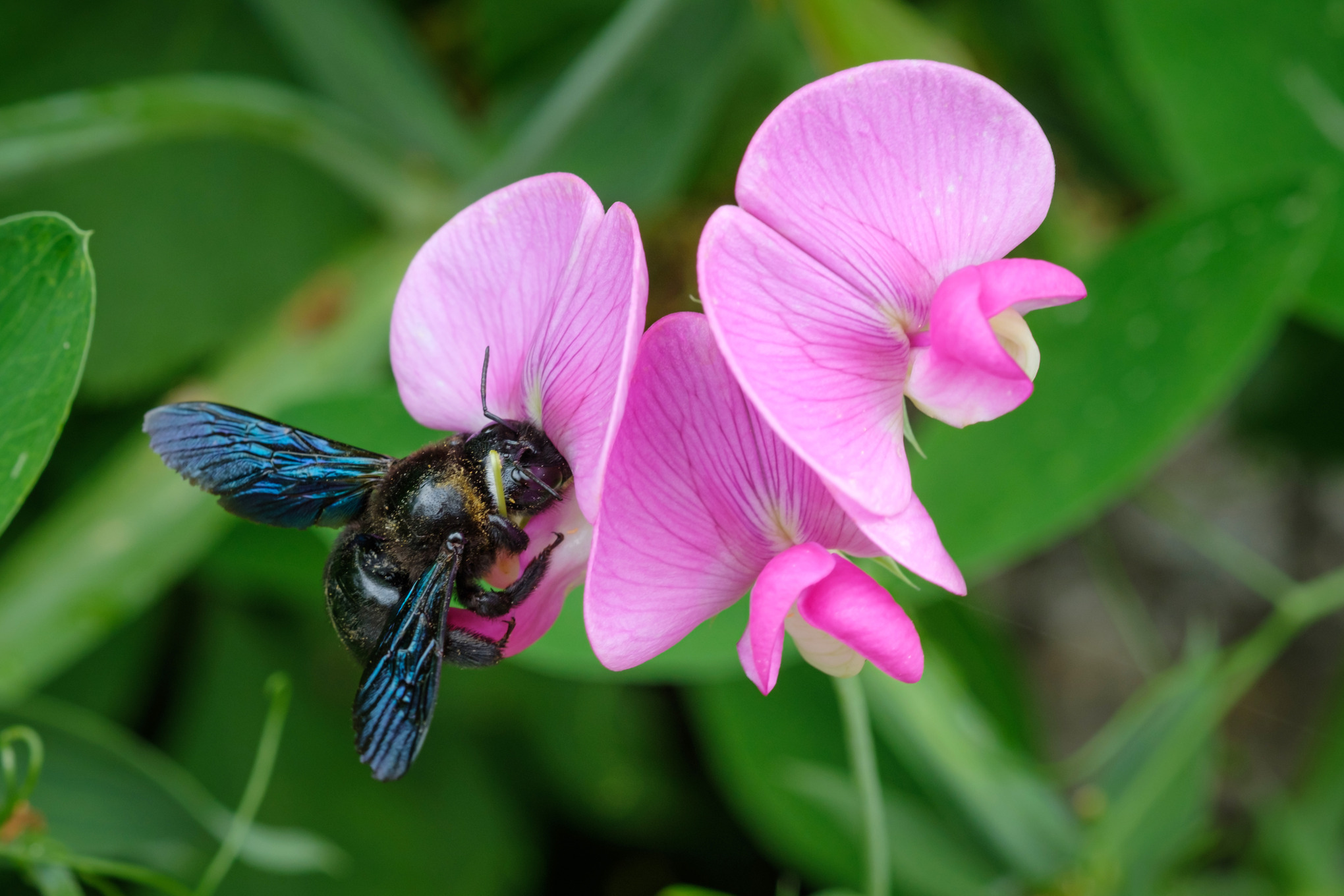 Blauwzwarte houtbij op roze bloem