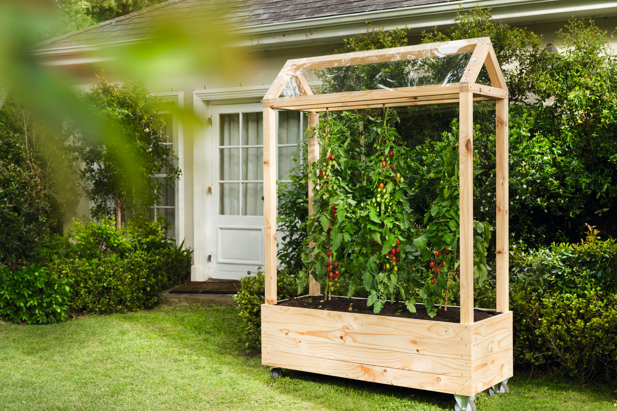 Abri à tomates en bois avec des tomates sur un parterre de jardin  