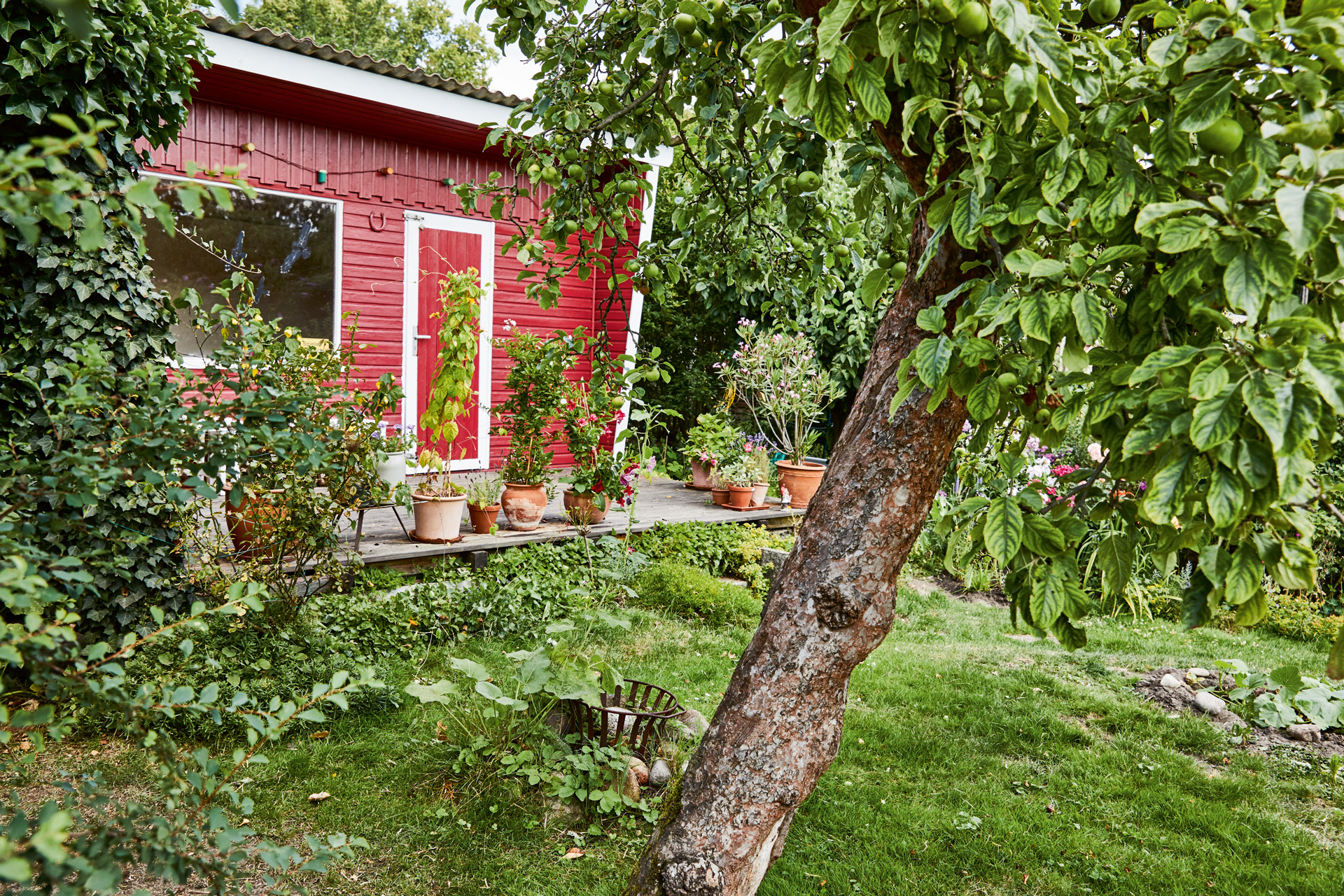 Fruitboom in een tuin voor een rood tuinhuis
