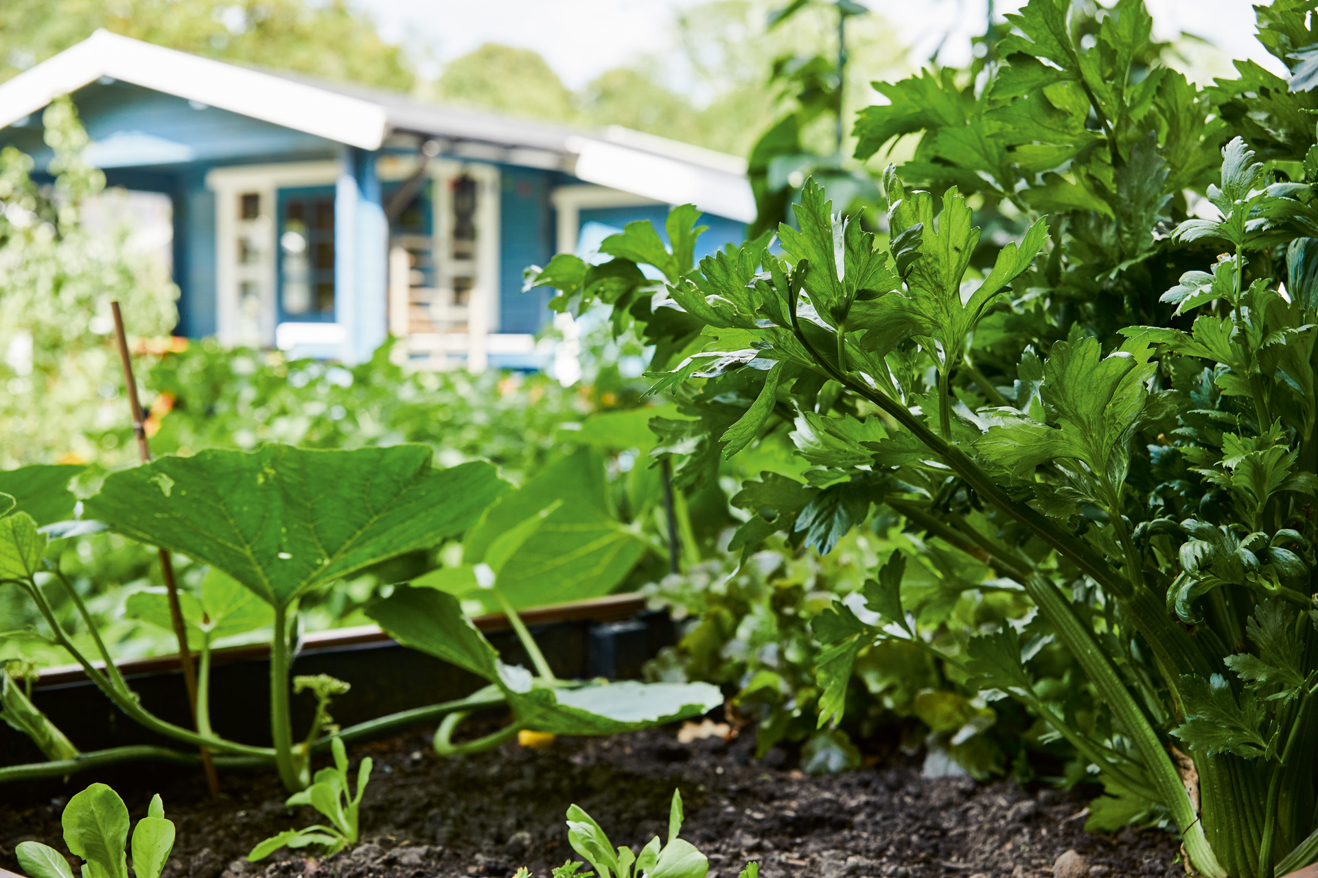 Gros plan d’un carré potager dans un jardin devant une maison bleue