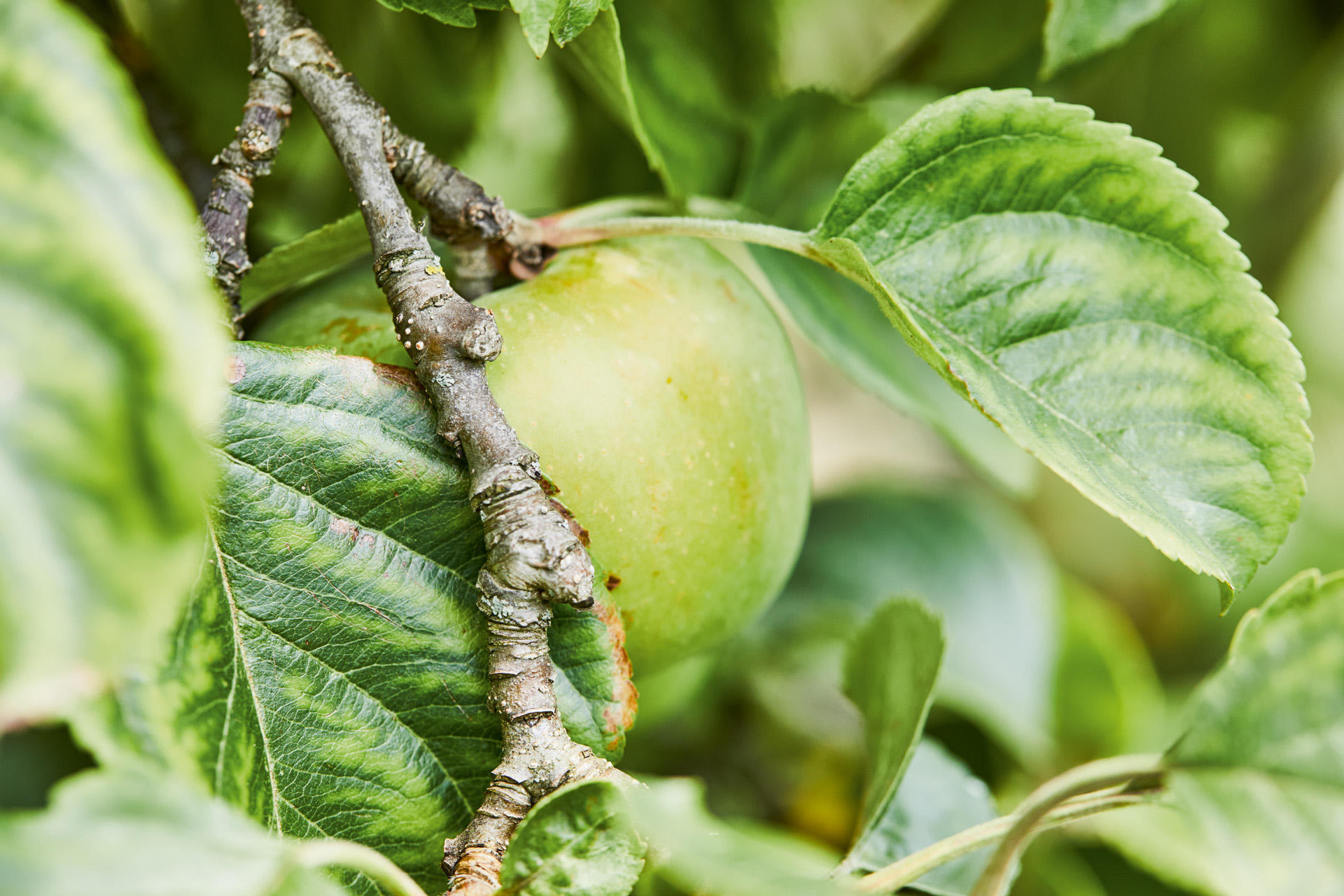 Close-up van een groene appel in een appelboom