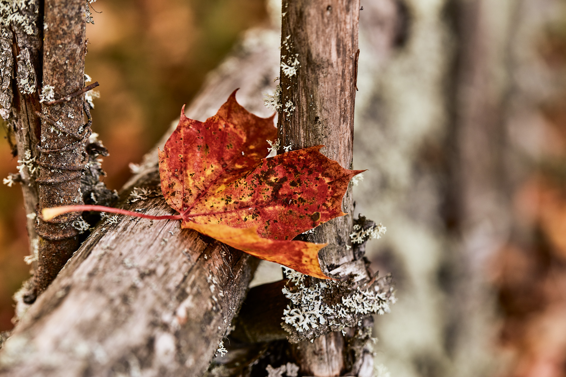 Gros plan d’une feuille rouge sur du bois avec de la mousse