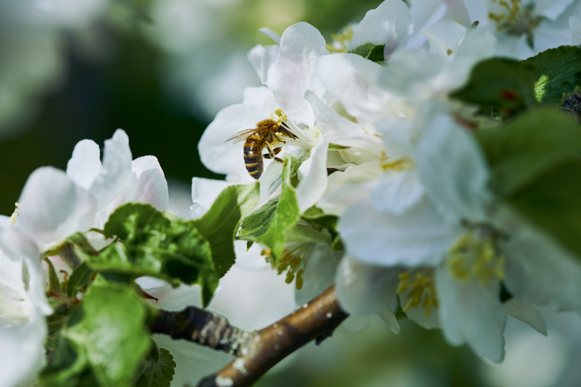 Gros plan d’une abeille sur une fleur blanche