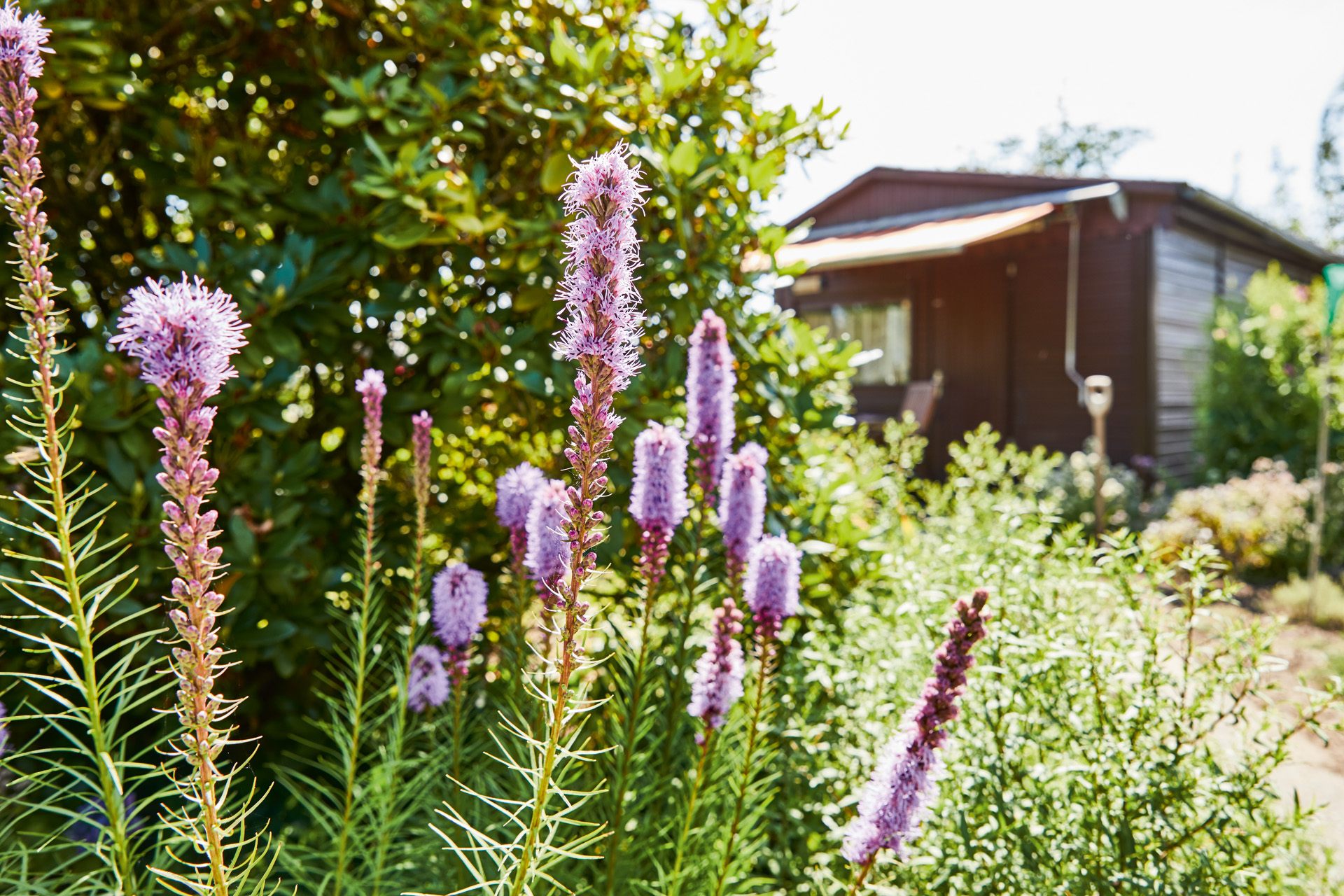 Paarse eindeloos bloeiende planten en een tuinhuis met een luifel op de achtergrond