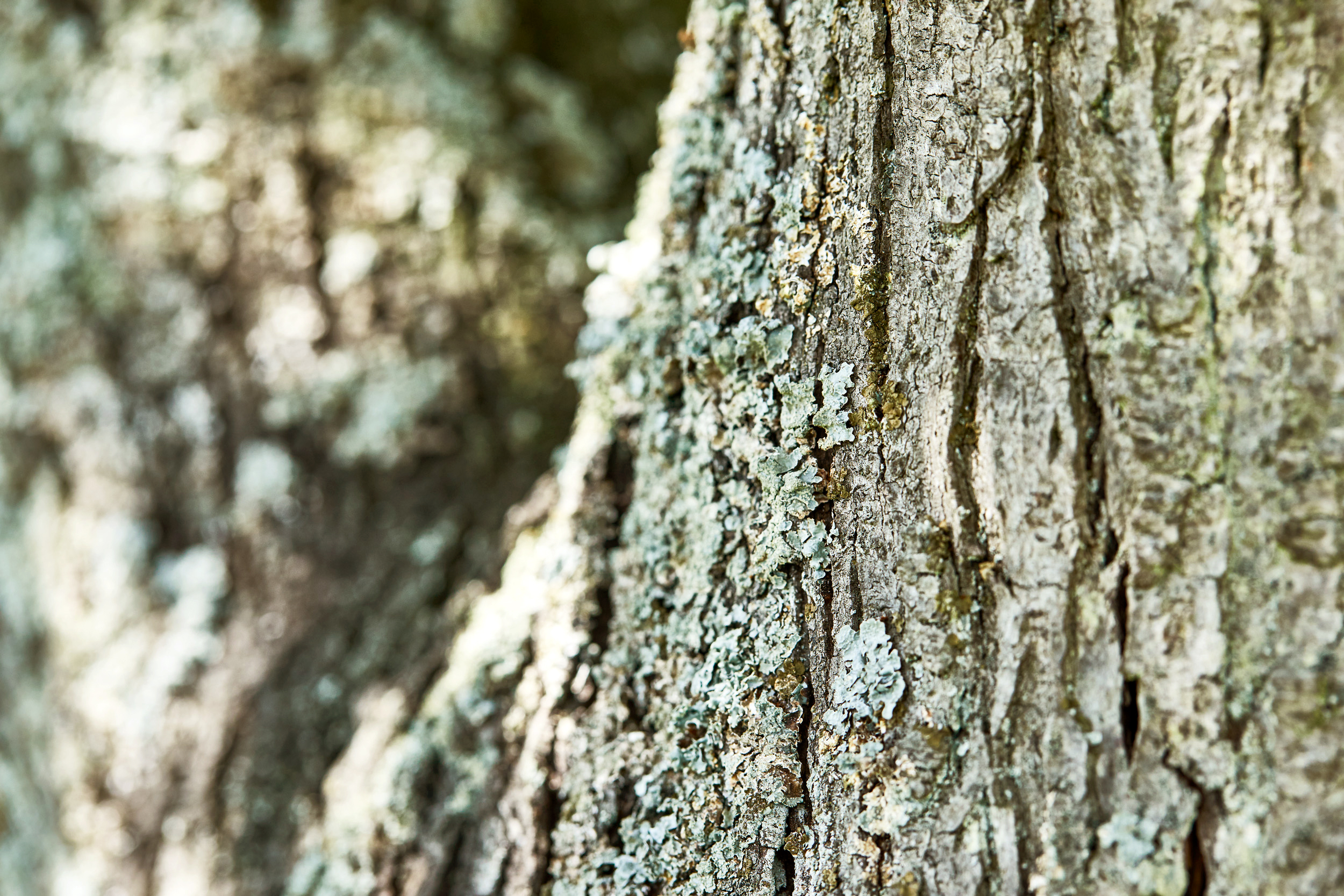 Close-up van een boomschors met korstmos