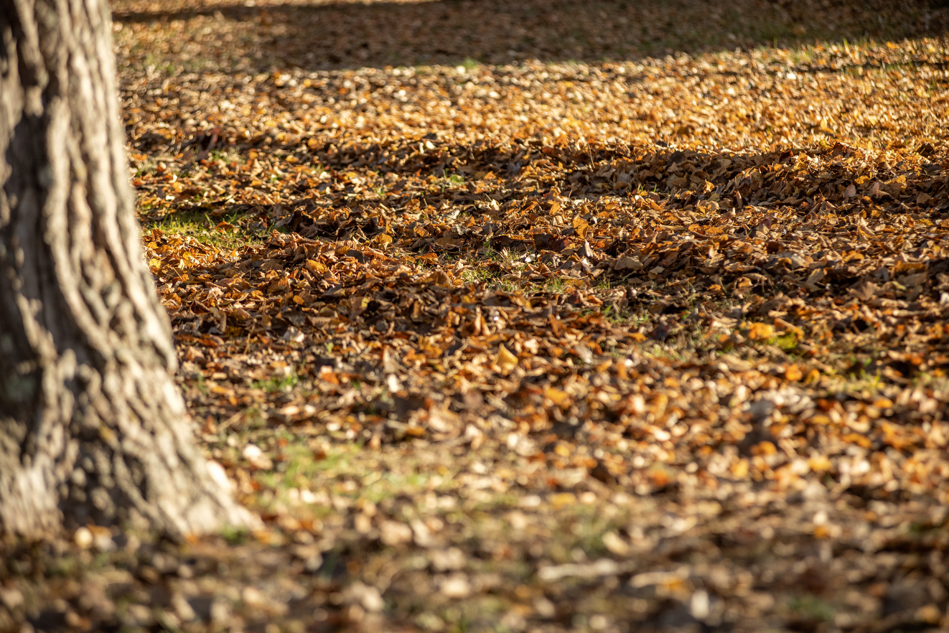 Droge bladeren in een tuin in de herfst