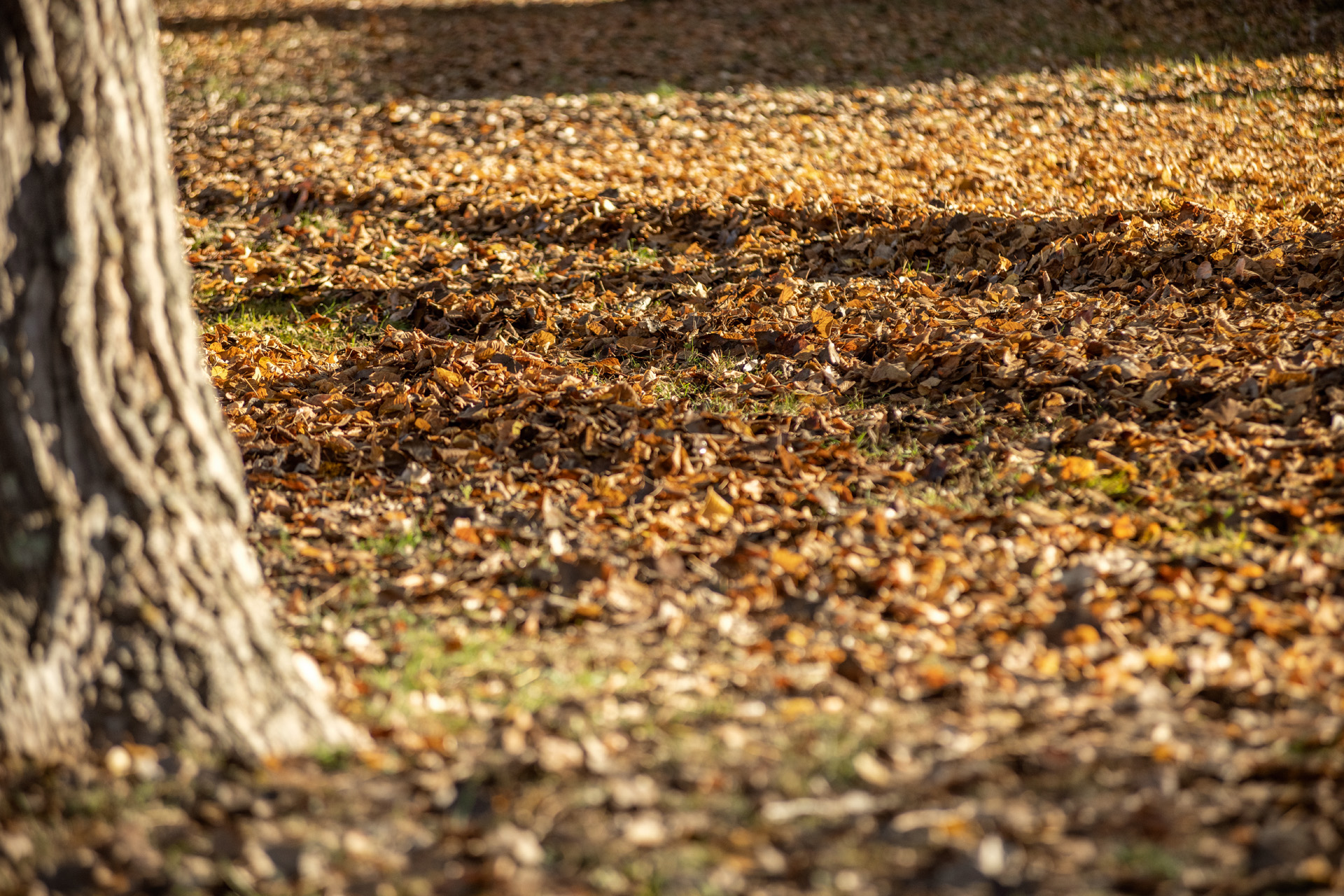 Feuilles mortes tombées au sol à l’automne