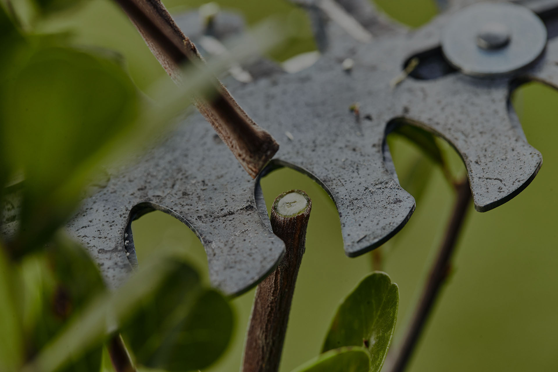 Close-up: blad van een heggenschaar knipt een steel af