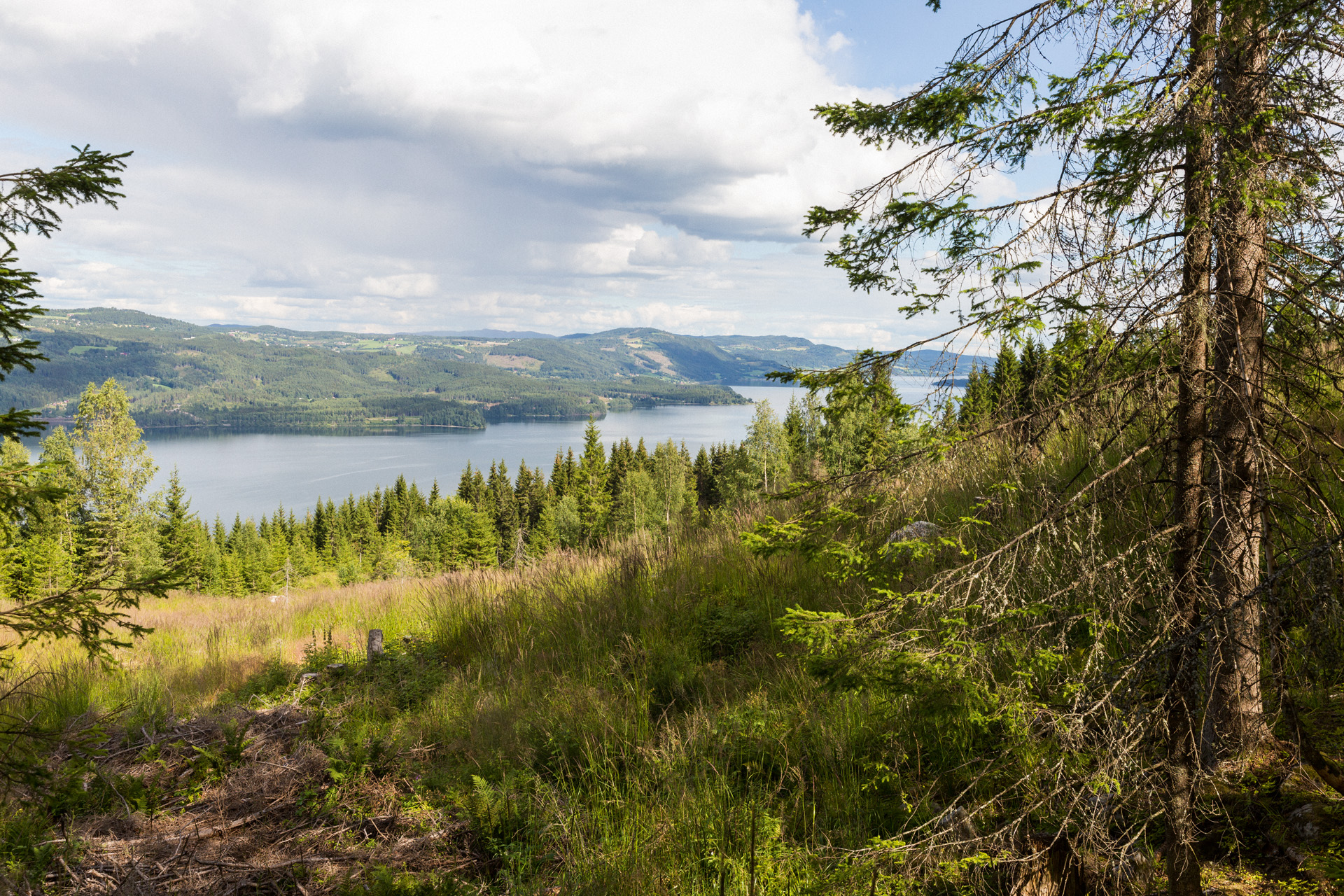 Une forêt avec des arbres et un lac en arrière-plan