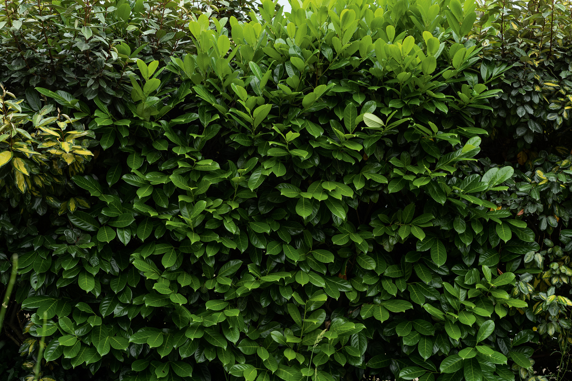 Feuilles vert foncé d’une haie de lauriers-cerises