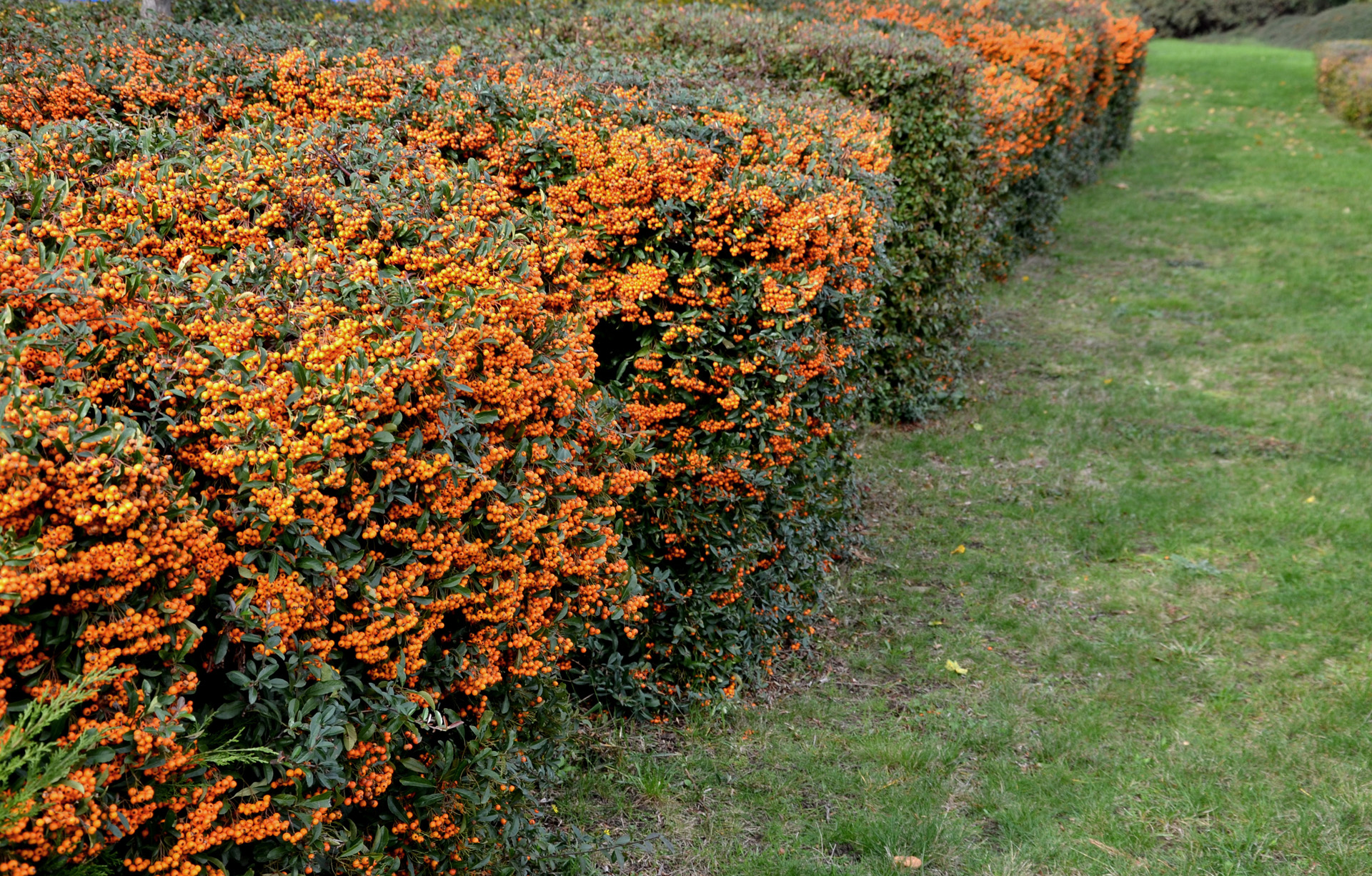 Vlakke, oranje-groene vuurdoornheg