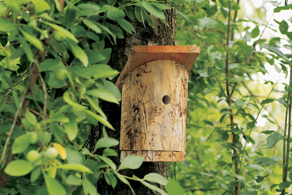 Un nichoir en bois bricolé accroché à un arbre parmi des feuilles vertes