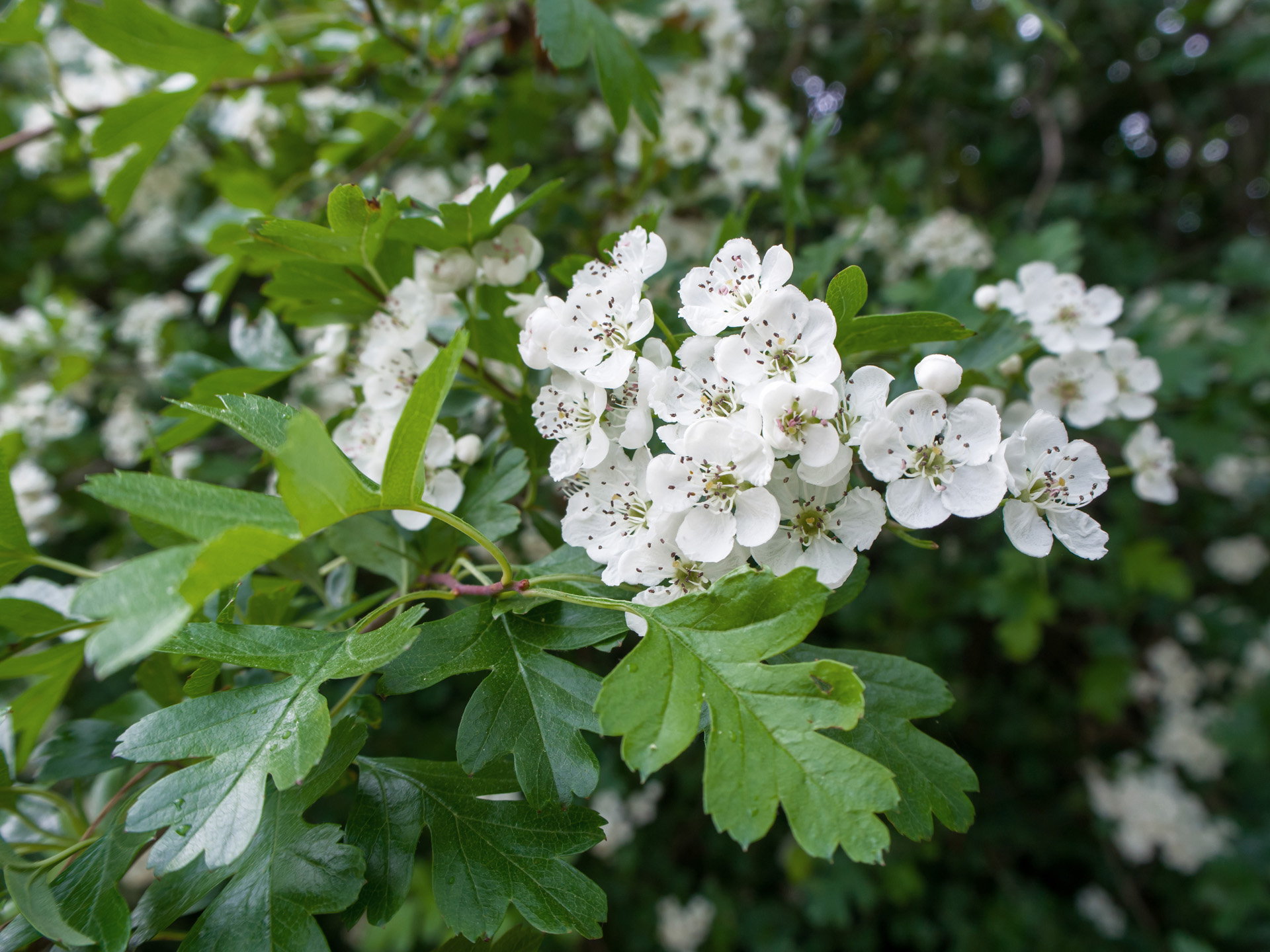 Close-up van de witte bloemen en groene bladeren van een heg met mei doorn