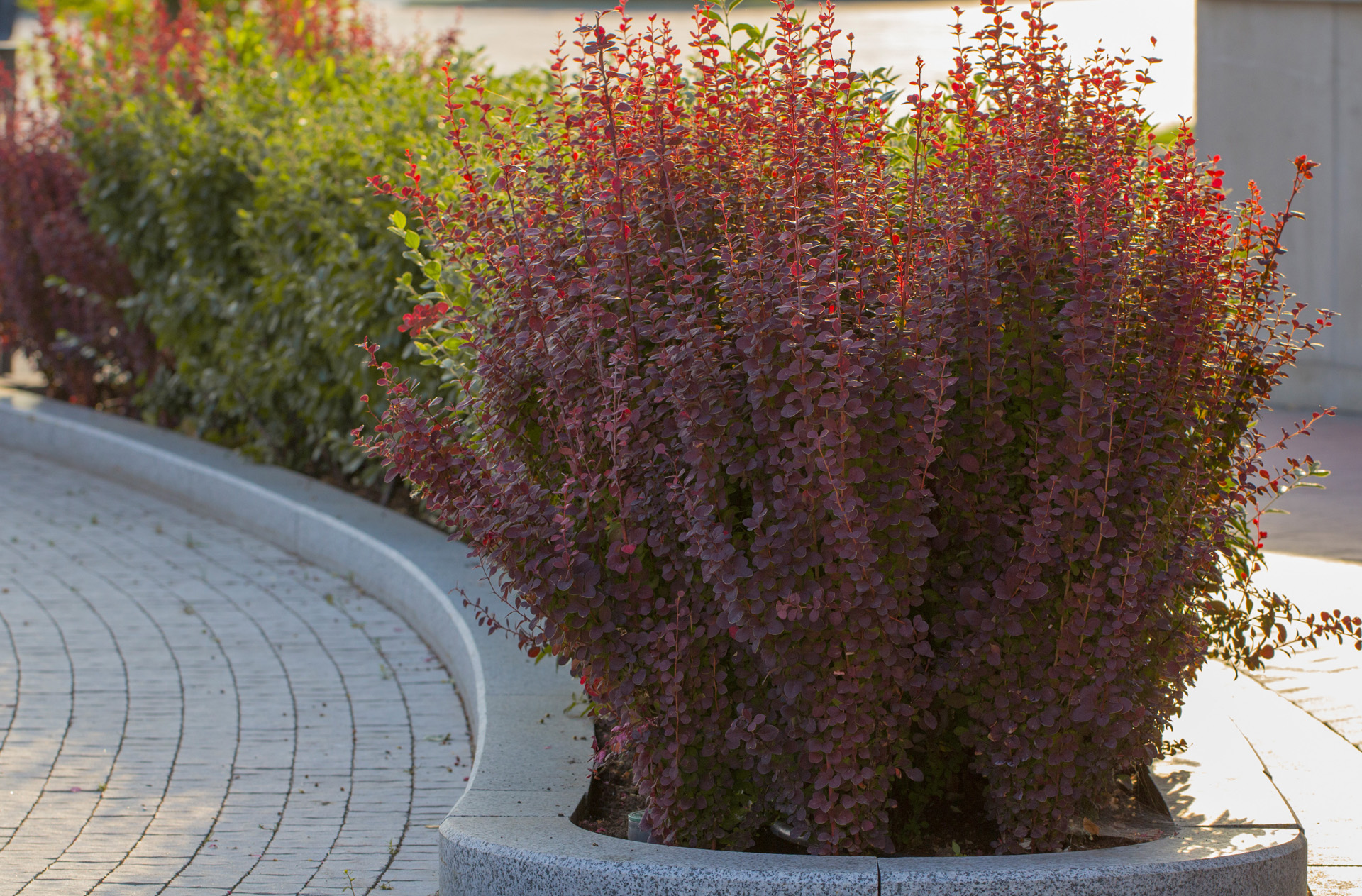 Épine-vinette rouge dans une bordure de parterre en pierre