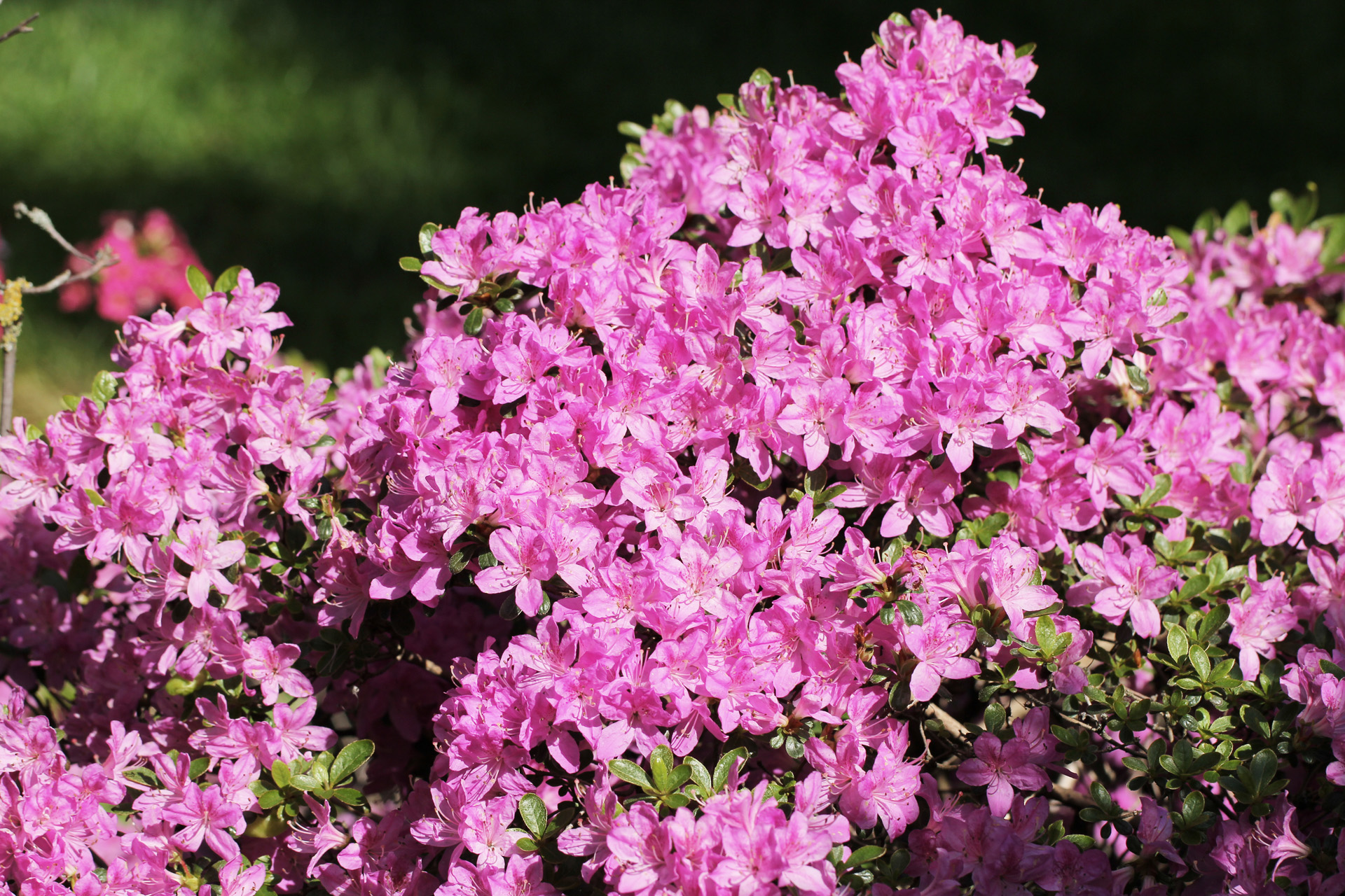 Close-up van de roze bloemen van een azalea