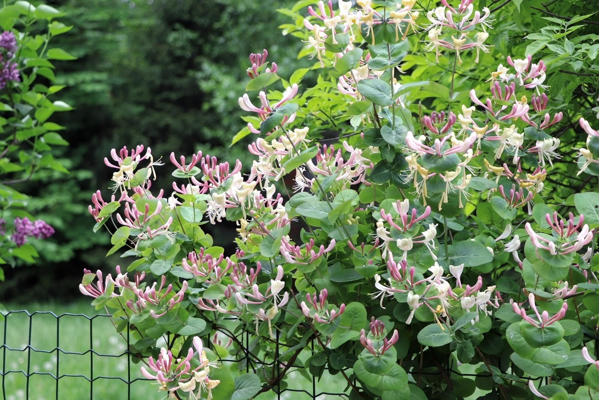 Buisson de chèvrefeuille en fleur