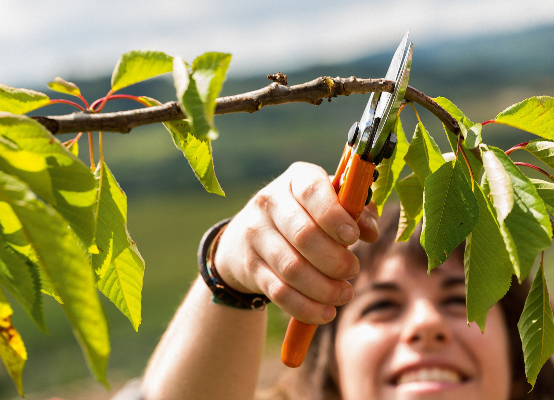 Une femme souriante coupe les petites branches d’un arbre fruitier