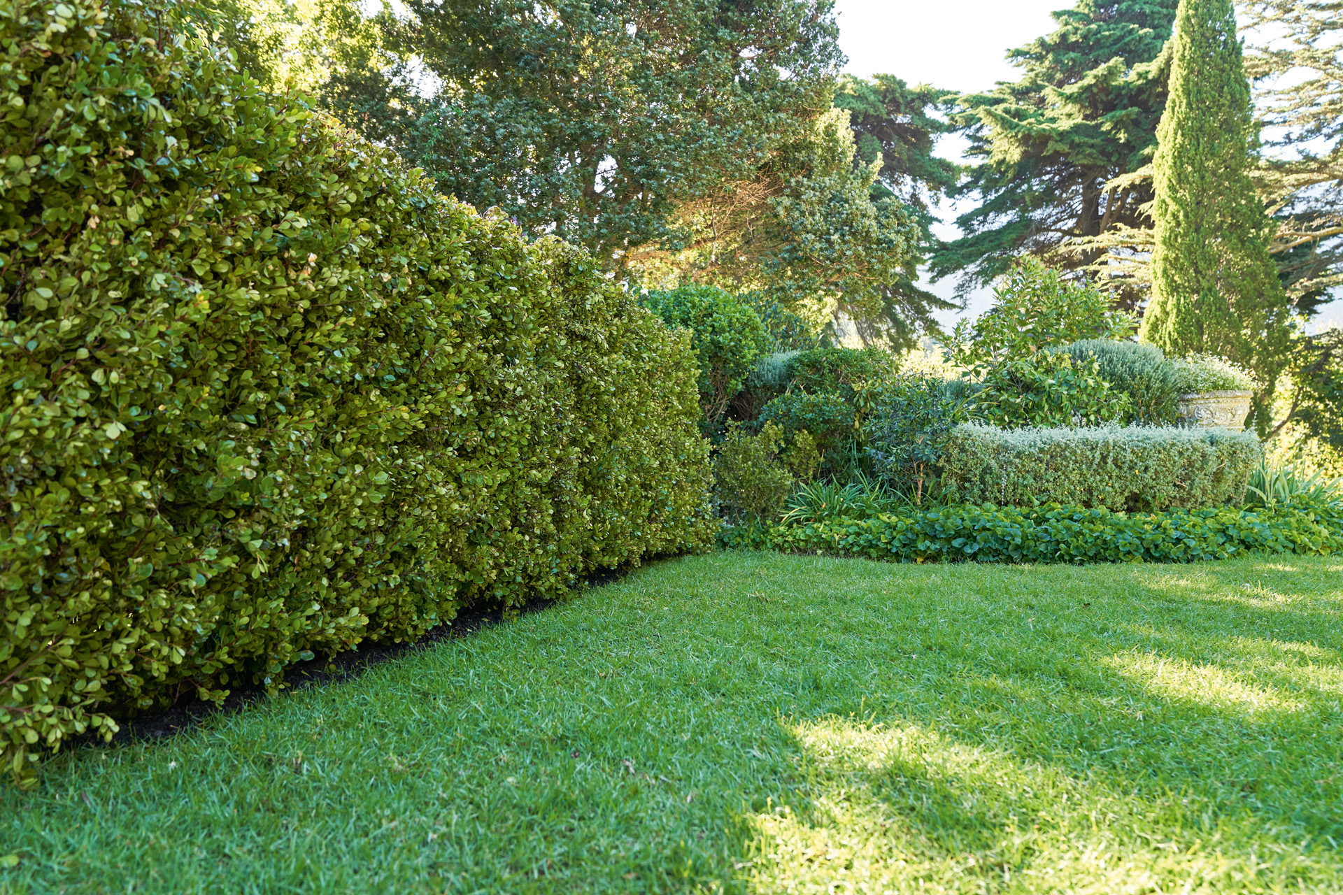 Sterke en gezonde tuinhaag met gazon, met bomen op de achtergrond