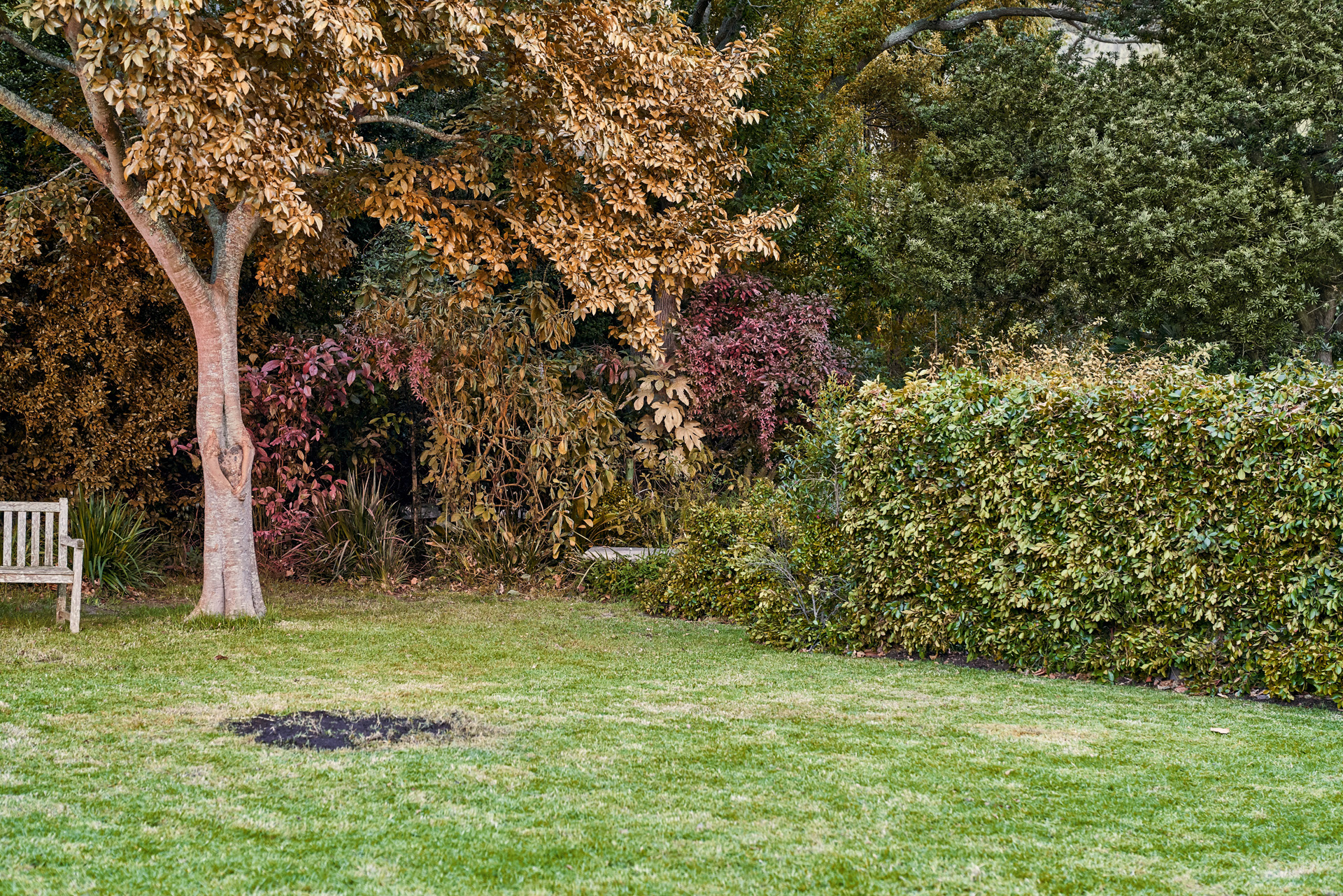 Een tuin met een gazon met kale plekken en uitgegroeide bomen en struiken