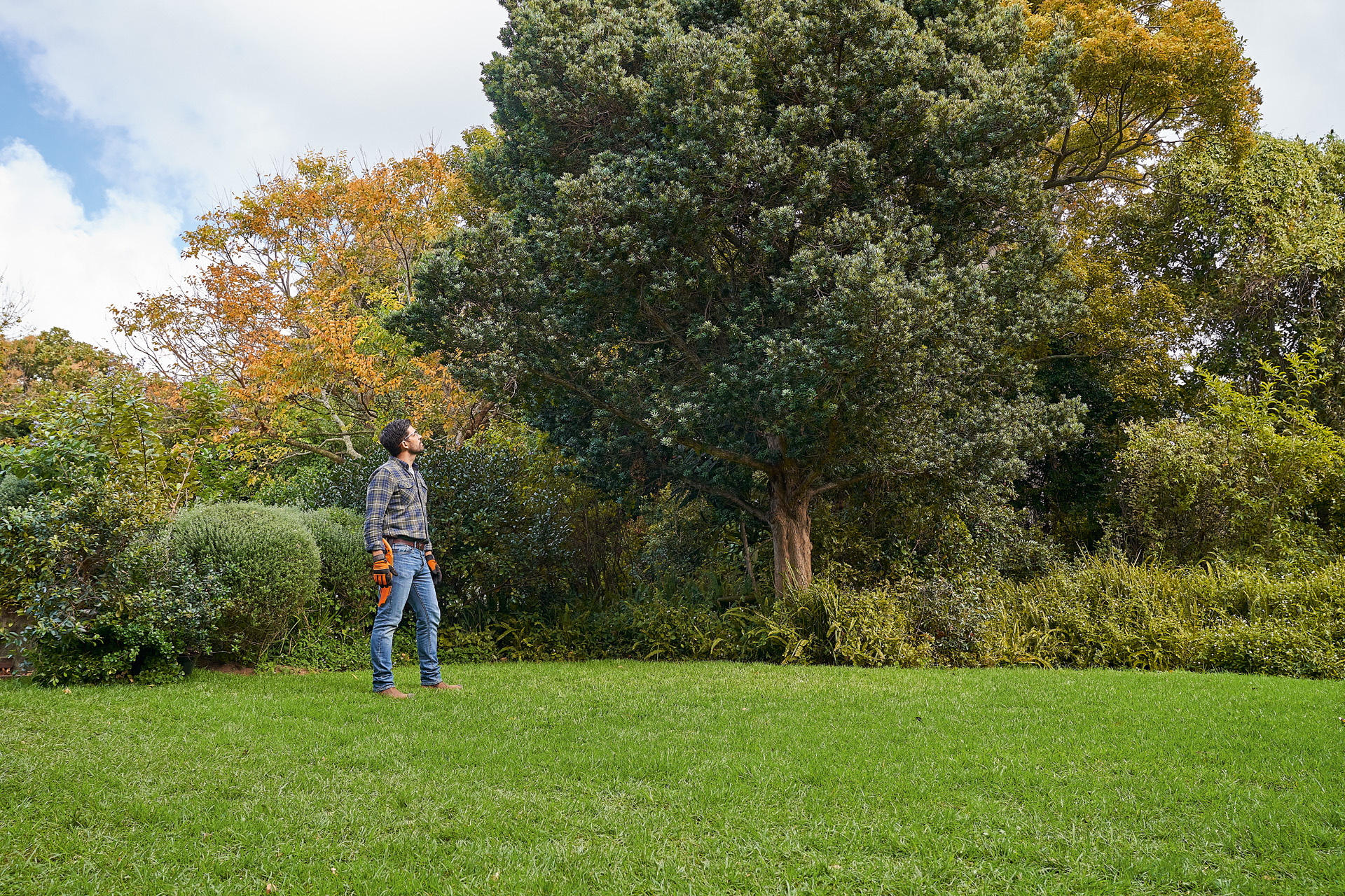 Een man met STIHL veiligheidshandschoenen en een takkenzaag bekijkt een loofboom in de tuin 