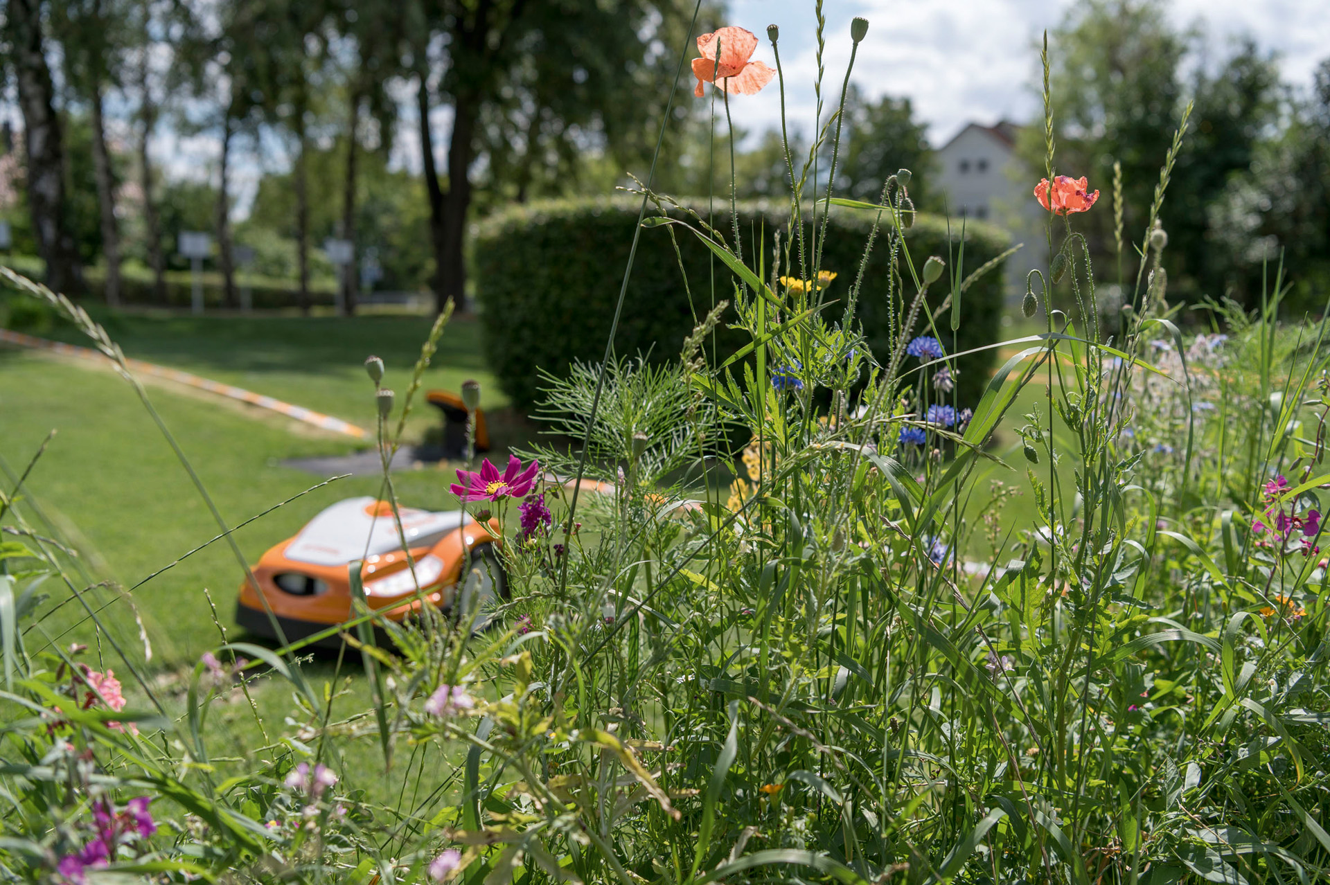 Pavots rouges, bleuets et autres fleurs sauvages, en arrière-plan un robot de tonte STIHL iMOW® avec station de charge dans un jardin