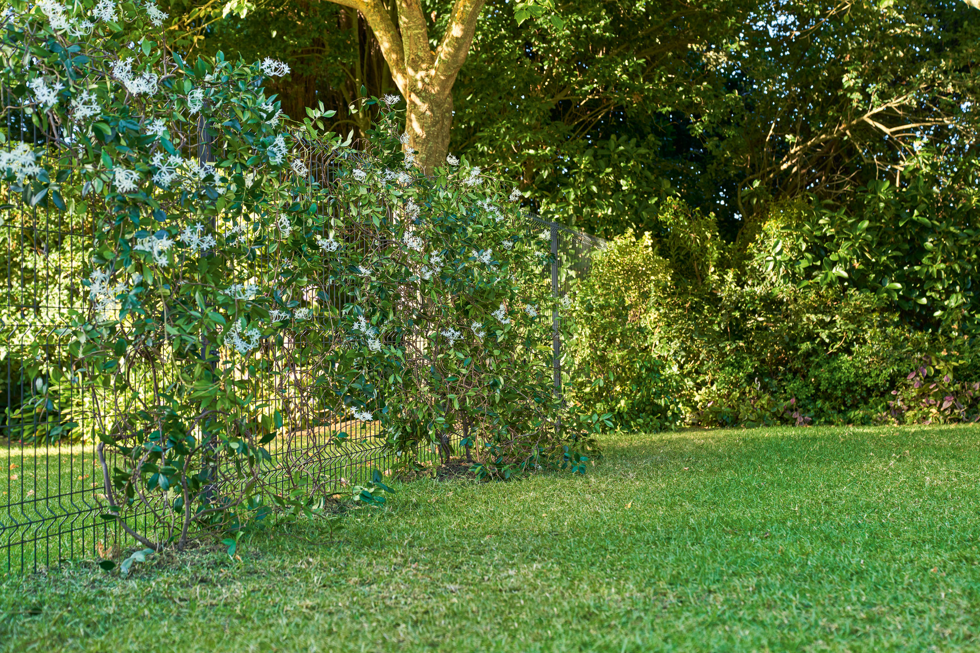Tuin met groen beplante schutting tegen inkijk 