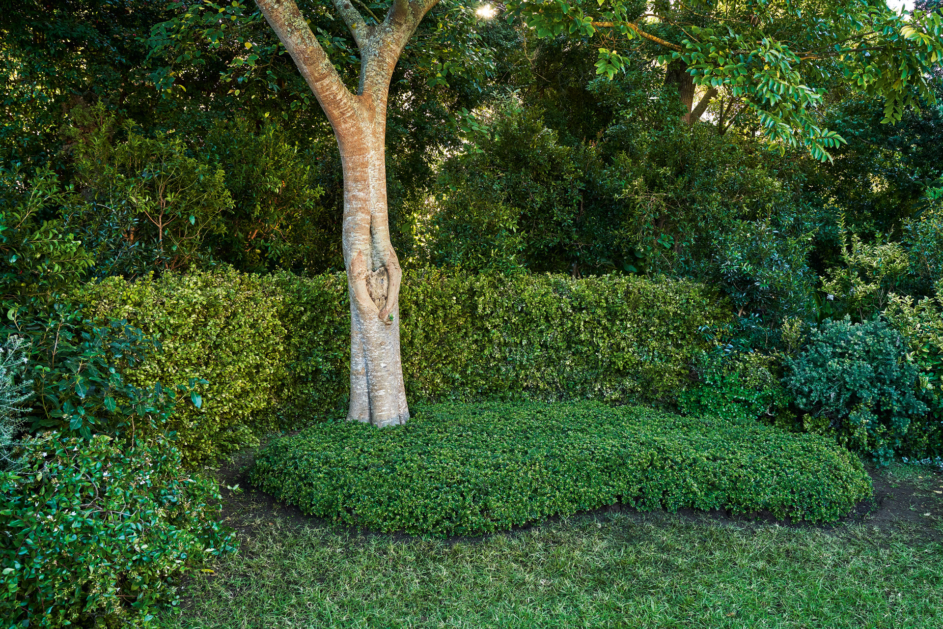 Couvre-sol au pied d’un arbre, avec en arrière-plan des haies et des buissons