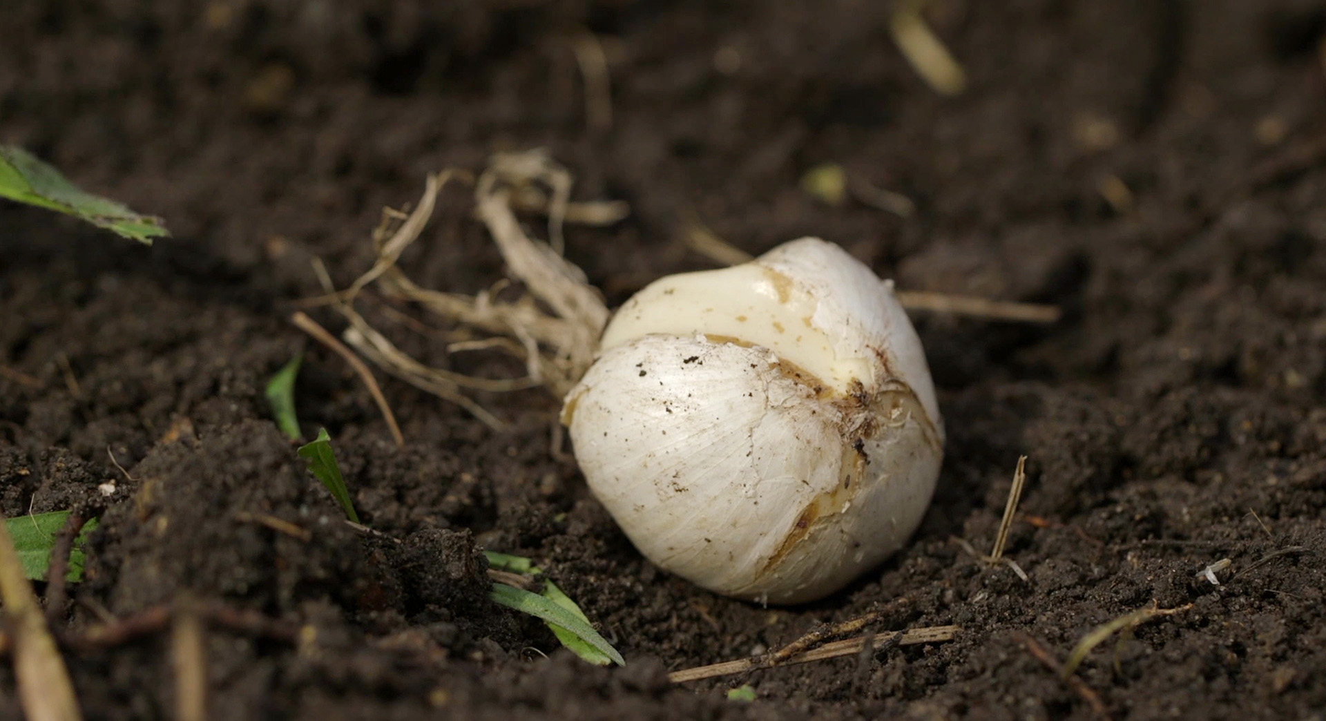 Close-up van een ui in een plantenbed