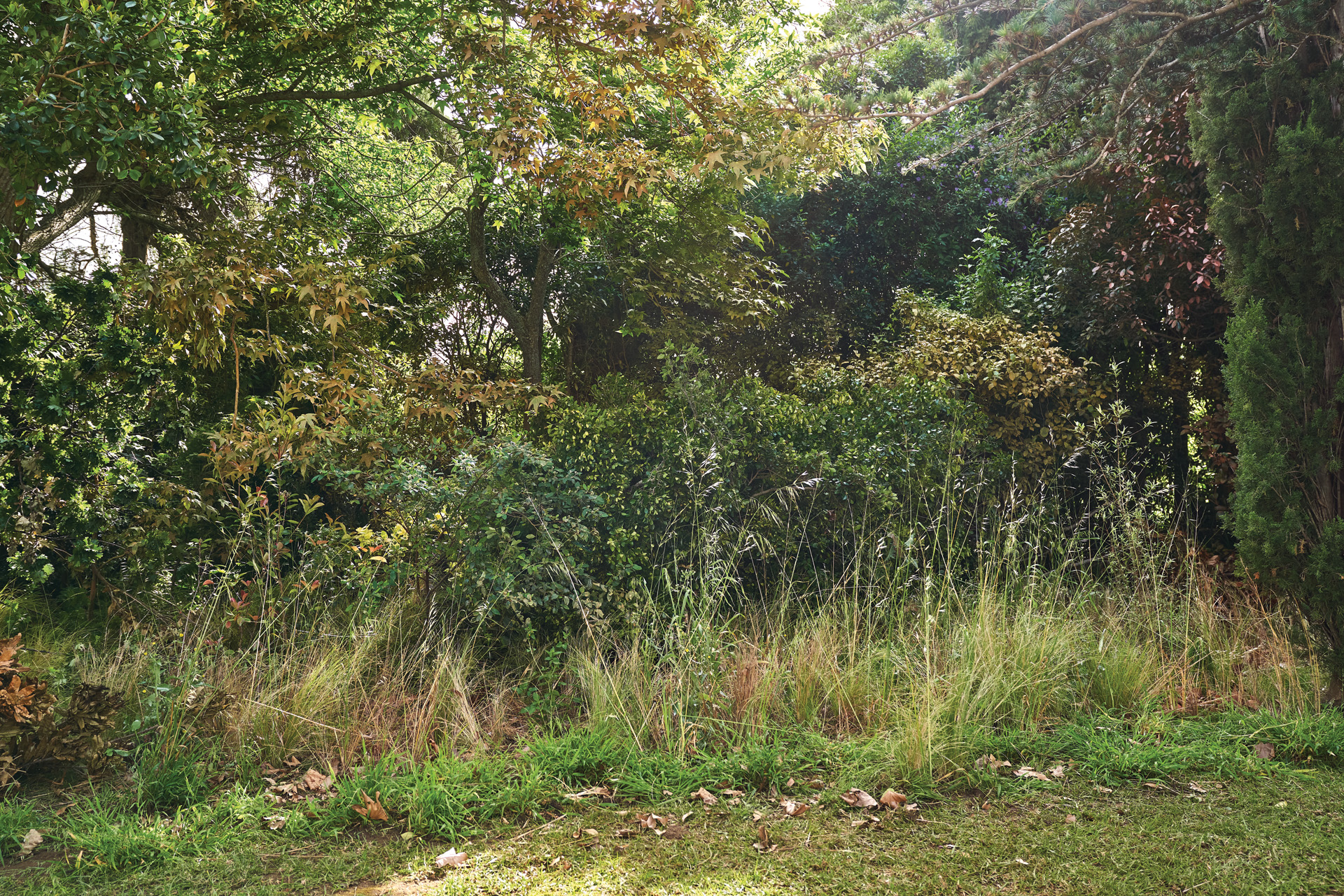 Jardin ombragé avec des hautes herbes, des feuilles mortes au sol et des arbustes et arbres denses