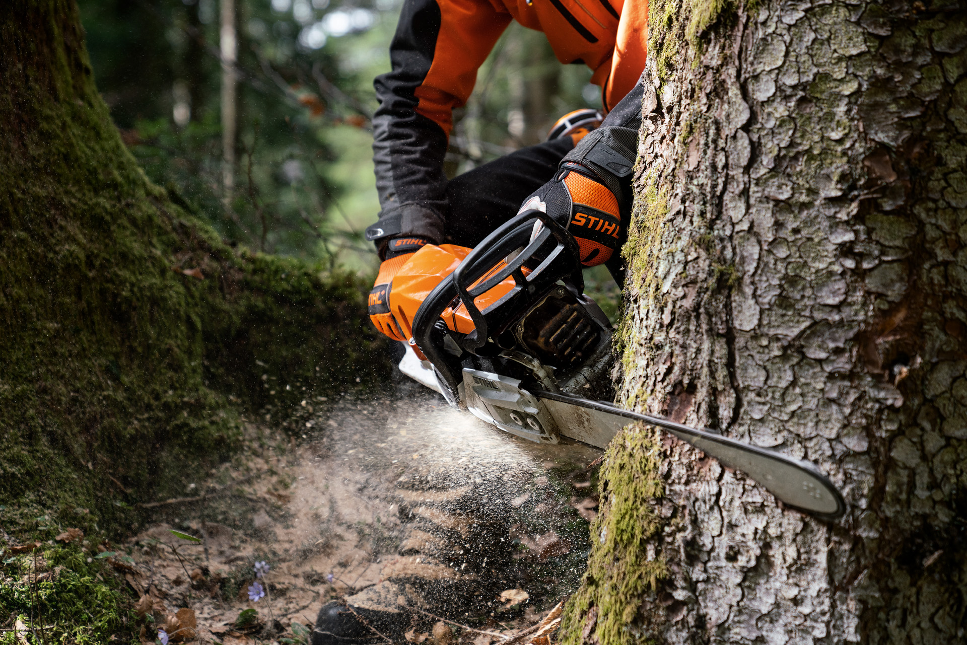 Gros plan sur une tronçonneuse thermique STIHL MS 400 C-M avec piston en magnésium utilisée pour couper un tronc d'arbre.