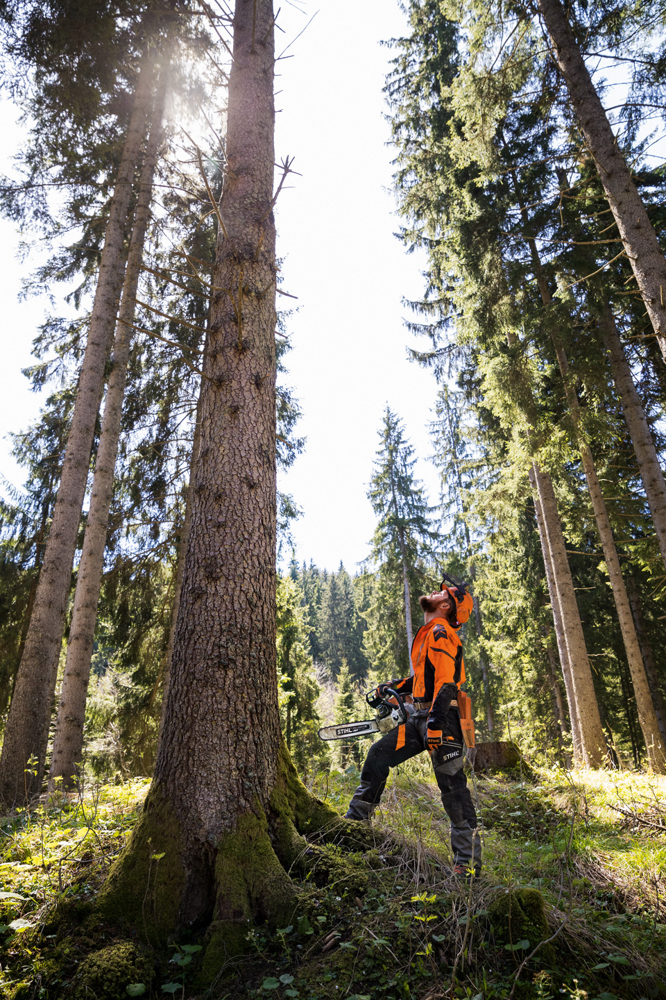Une personne, vêtue d’un équipement de protection et munie d’une tronçonneuse thermique STIHL MS 462 CM, la tête levée au pied d’un grand arbre dans une forêt