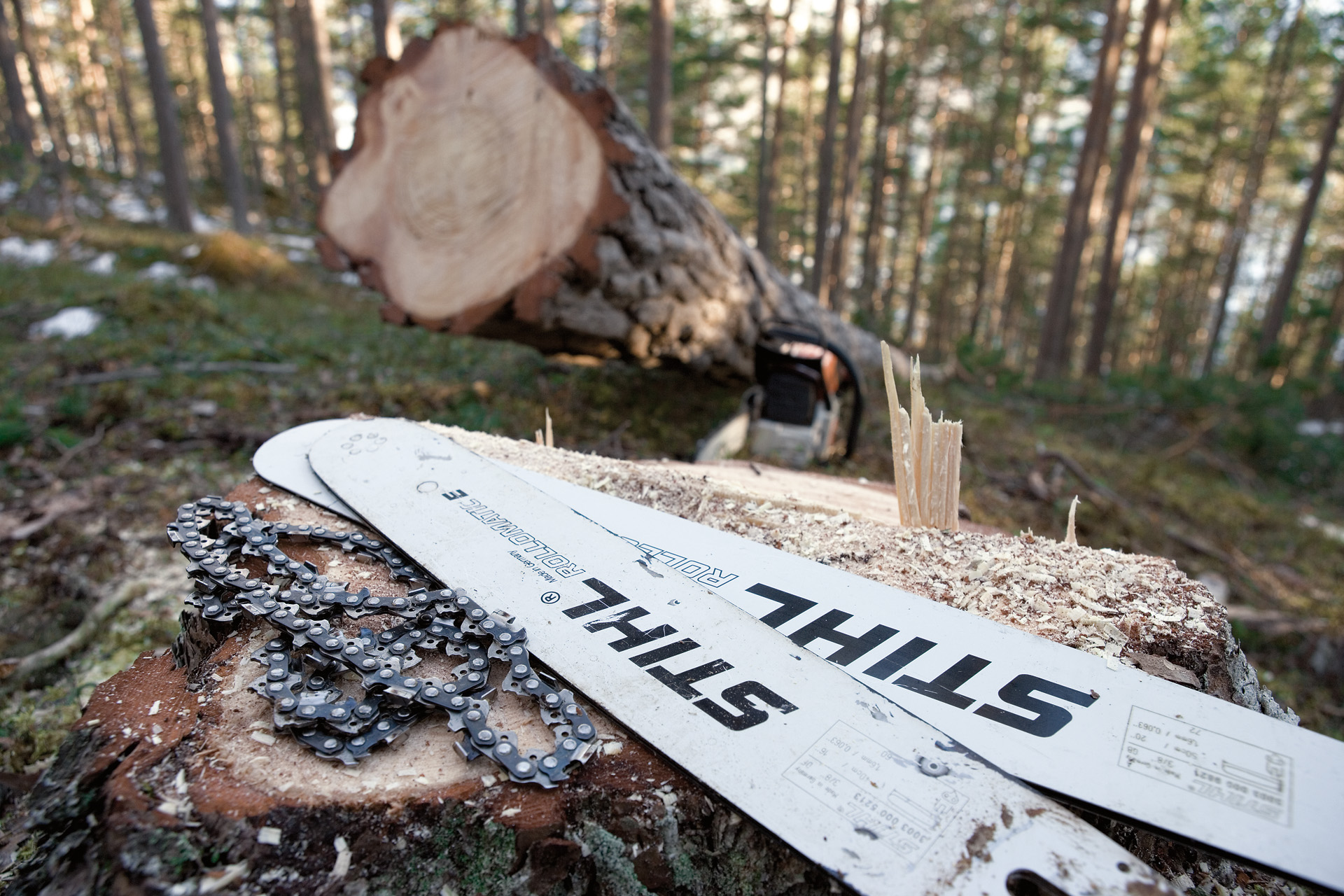 Deux guide-chaînes Rollomatic E STIHL et une chaîne de tronçonneuse sont posés sur une souche d’arbre dans la forêt, à côté d’un arbre abattu et d’une tronçonneuse STIHL.