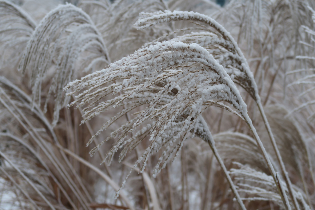Entretien du jardin en hiver