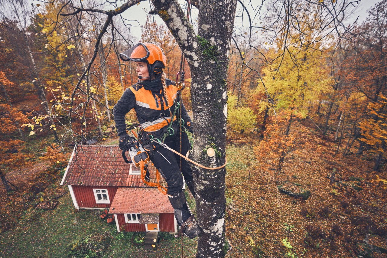 Boomverzorgster Viktoria Carstens hangt met een veiligheidskabel en een STIHL MSA 220 T accukettingzaag aan een berk 