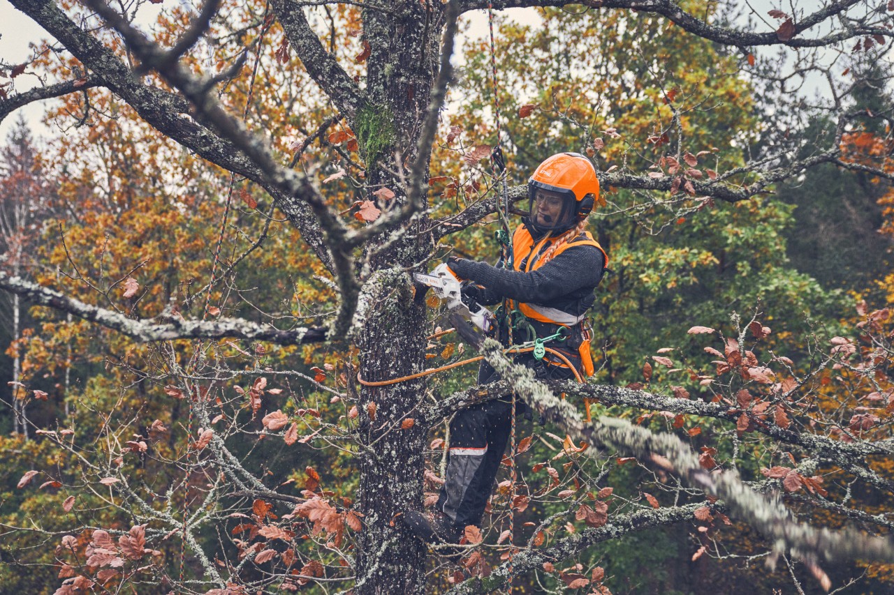 Viktoria Carstens zaagt een tak in de kroon van een boom af met een STIHL GTA 40 snoeischaar