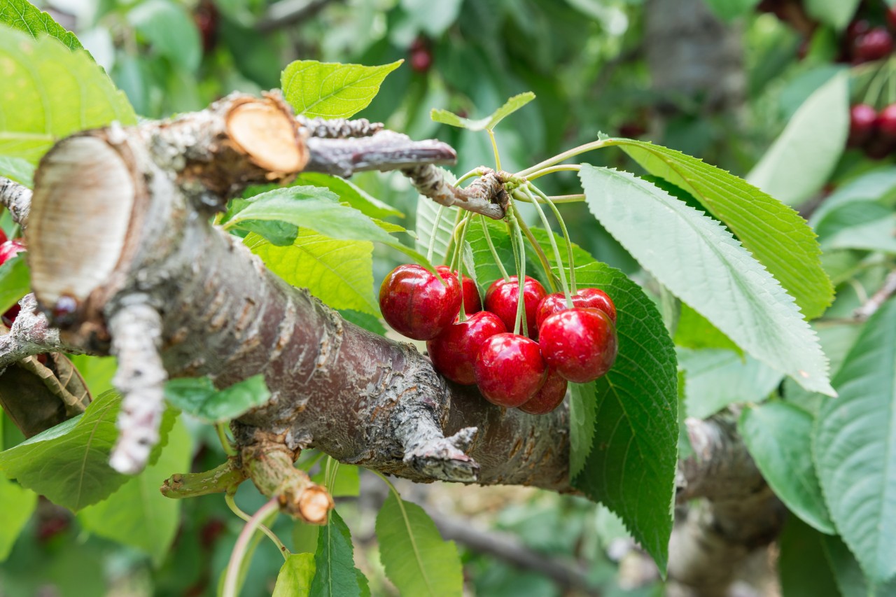 Sweet cherries on a tree near kelowna British Columbia Canada; Shutterstock ID 1205545489; purchase_order: 4520713140; job: sti-0078 STIHL Bildmanagement 2024 STIHLTine; client: ANDREAS STIHL AG & CO. KG; other: 