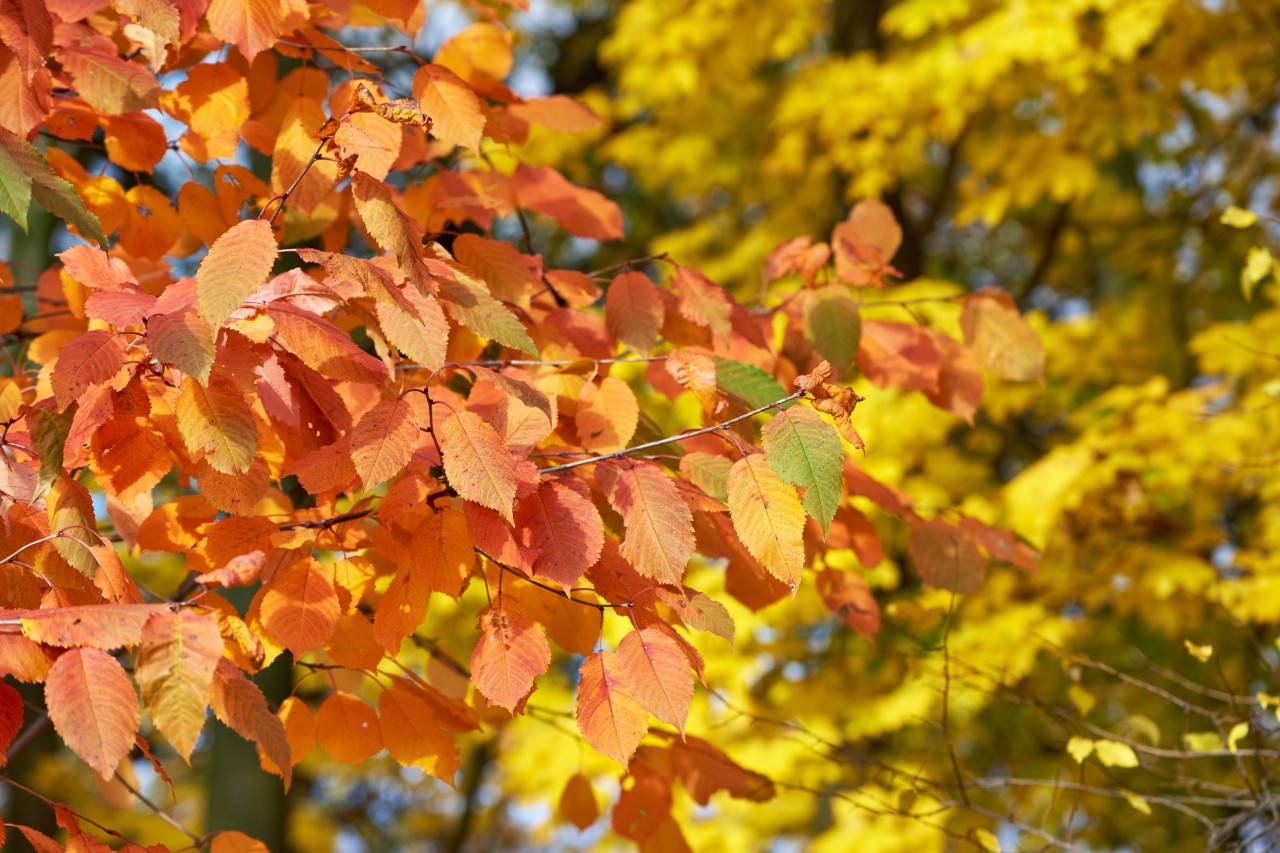 Close-up of Prunus cerasus orange leaves on the branches against the background of a tree with yellow leaves. Wild cherry in fall. Autumn background; Shutterstock ID 2219649325; purchase_order: 4520713140; job: sti-0078 STIHL Bildmanagement 2024 STIHLTine; client: ANDREAS STIHL AG & CO. KG; other: 