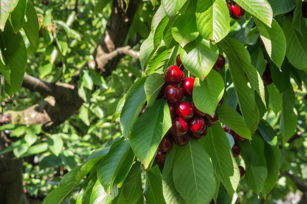 Kersenboom met rijp fruit