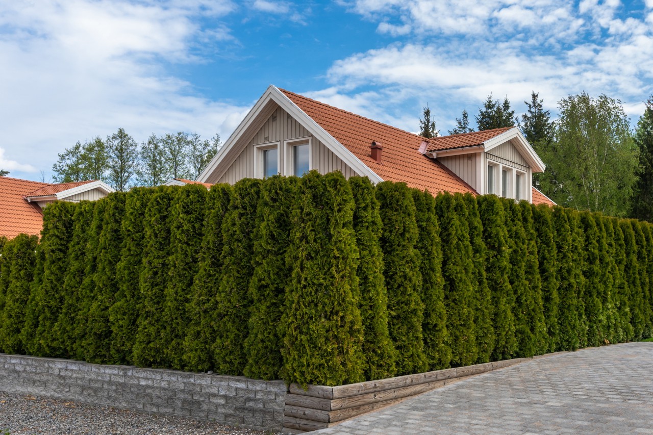 Green garden hedge of thuja. Plant tree hedge. Landscape design. A house is fenced with a wall of decorative shrubs or bushes. Amazing Scandinavian minimalistic garden design.