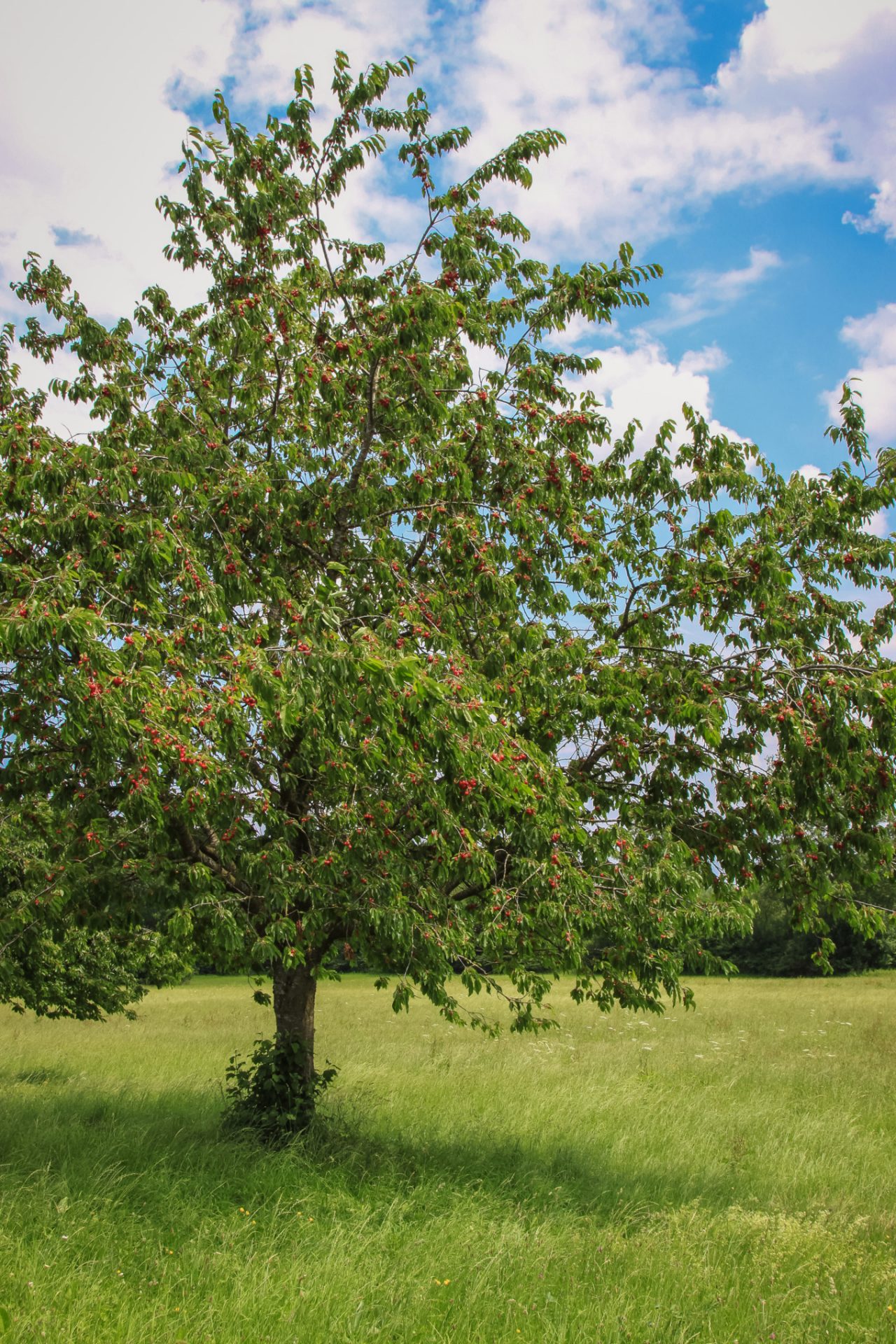 96114_fast_growing_trees_HQ_P_2022-08_0001.jpg