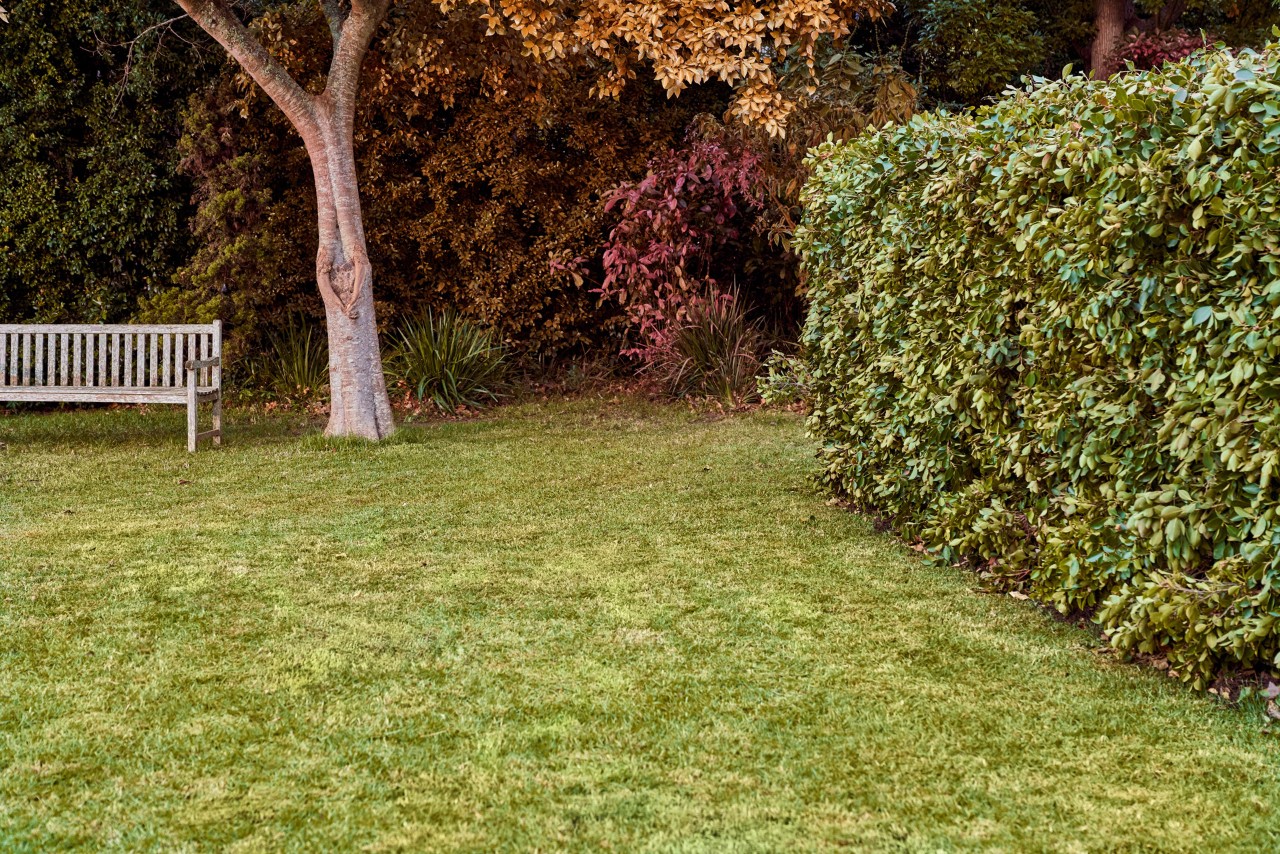 Een bank, bomen met herfstbladeren en een heg in een verzorgde tuin na herfstonderhoud van het gazon