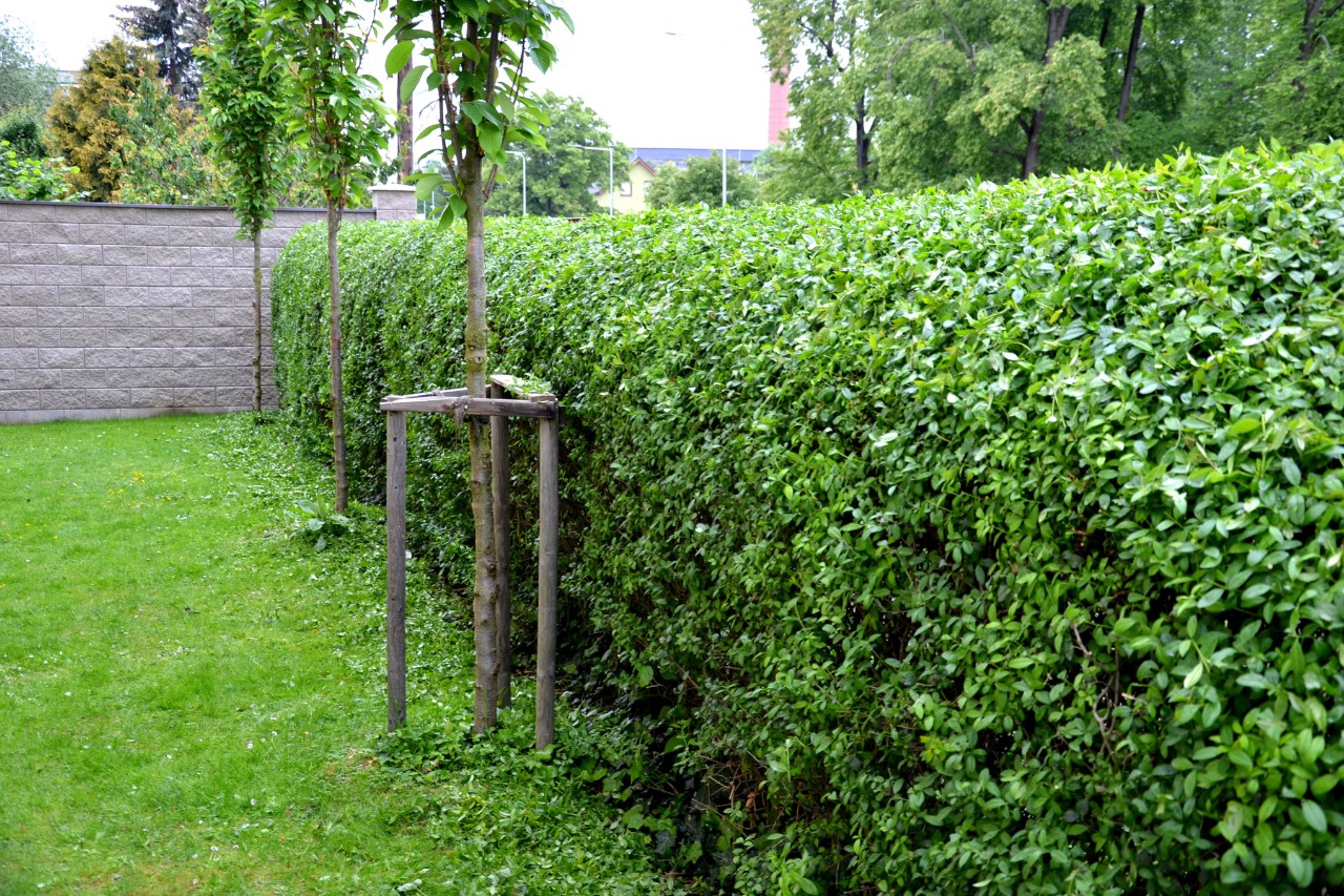 Ligusterhaag bij een tuin met gazon en kleine bomen