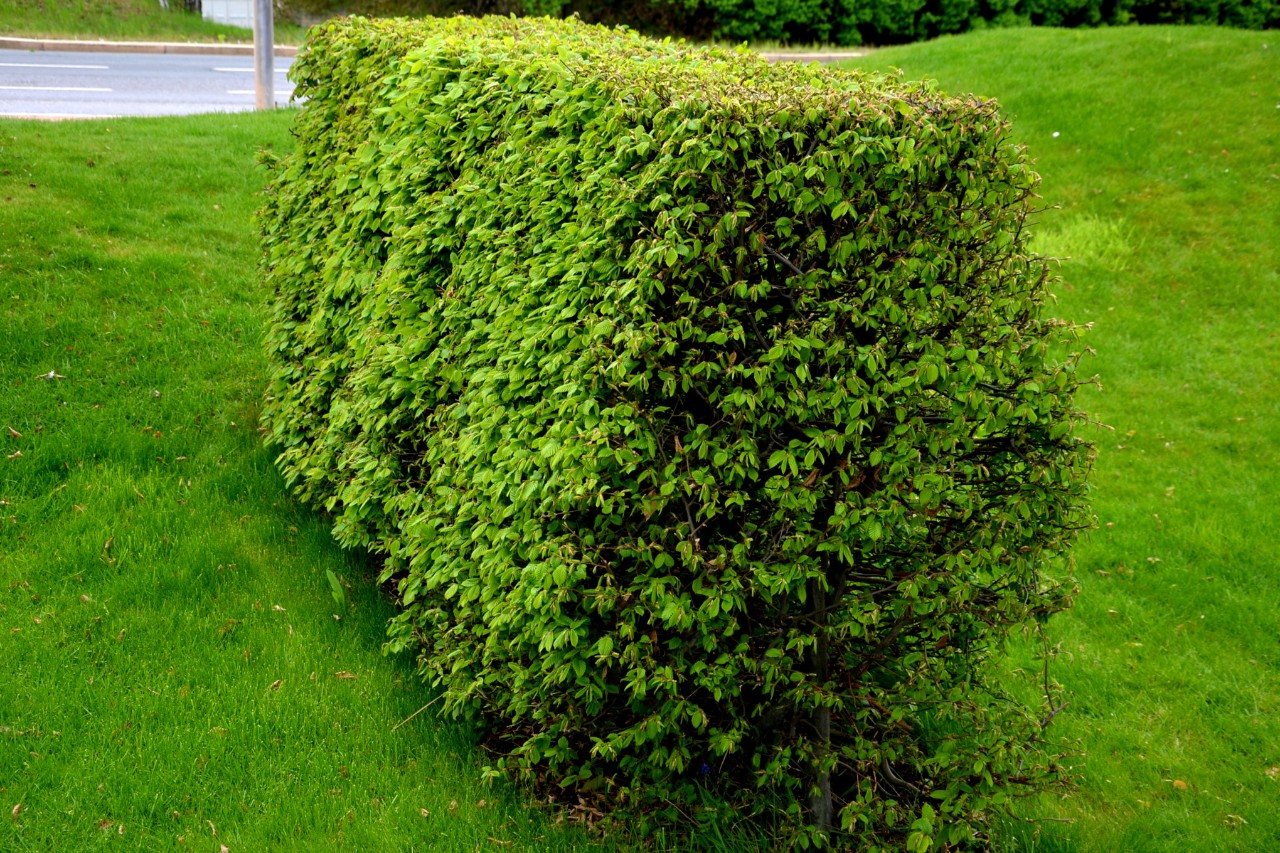 96005_trimming_beech_hedges_HQ_P_2022-08_0001.jpg