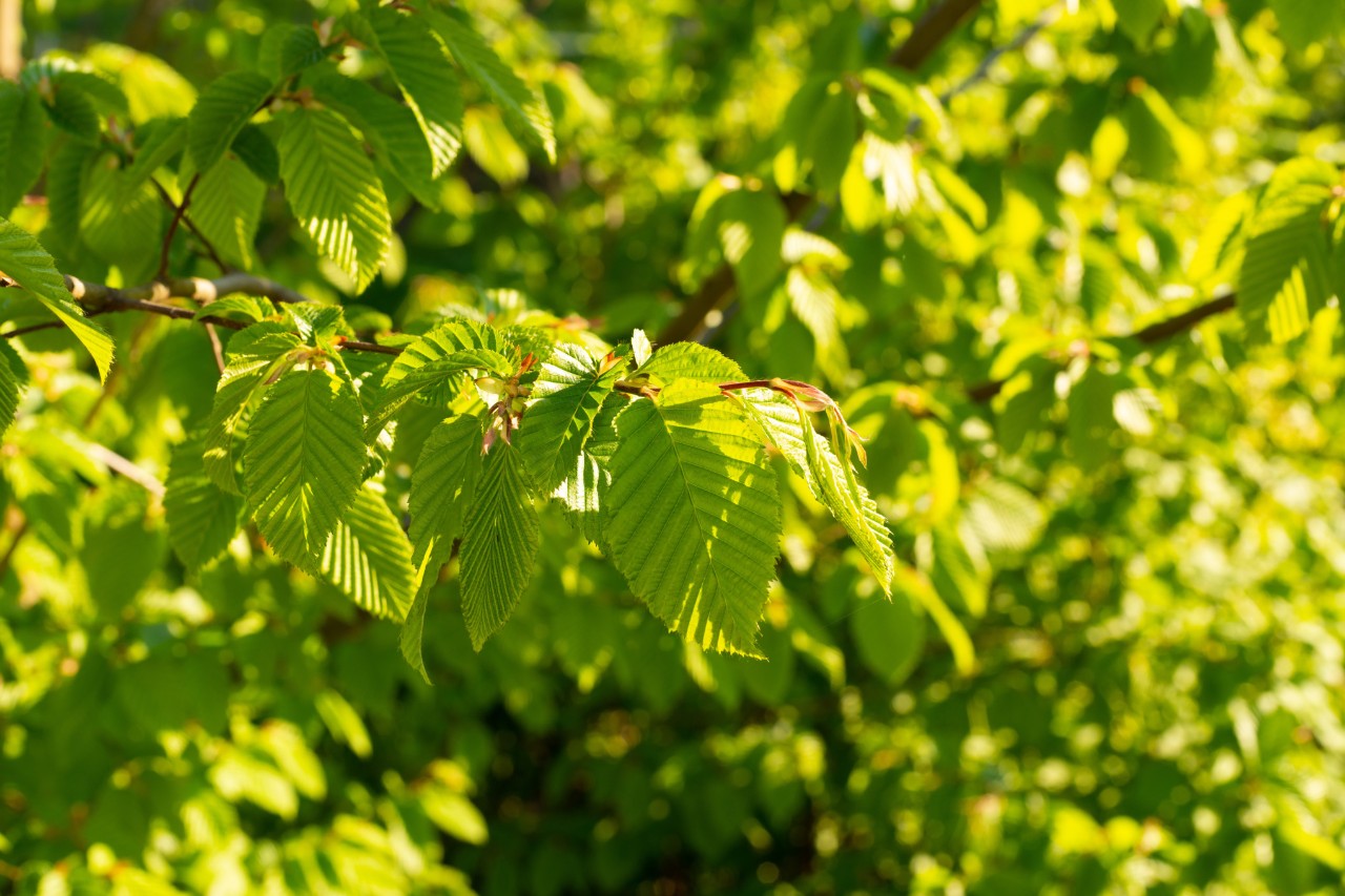 96006_trimming_beech_hedges_HQ_P_2022-08_0002.jpg