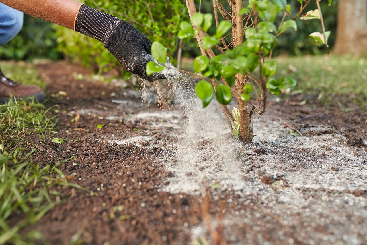 Taxus snoeien: wanneer en hoe vaak? Tips & verzorging | STIHL