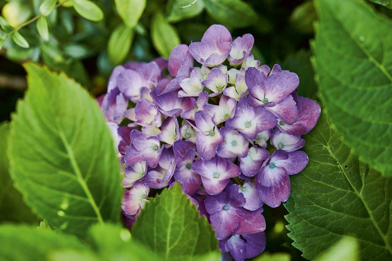 Close-up van paarse hortensia